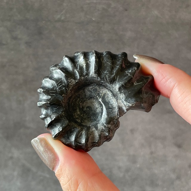Ammonite アンモナイト|化石|天然石　パワーストーン　鉱物　gem stone
