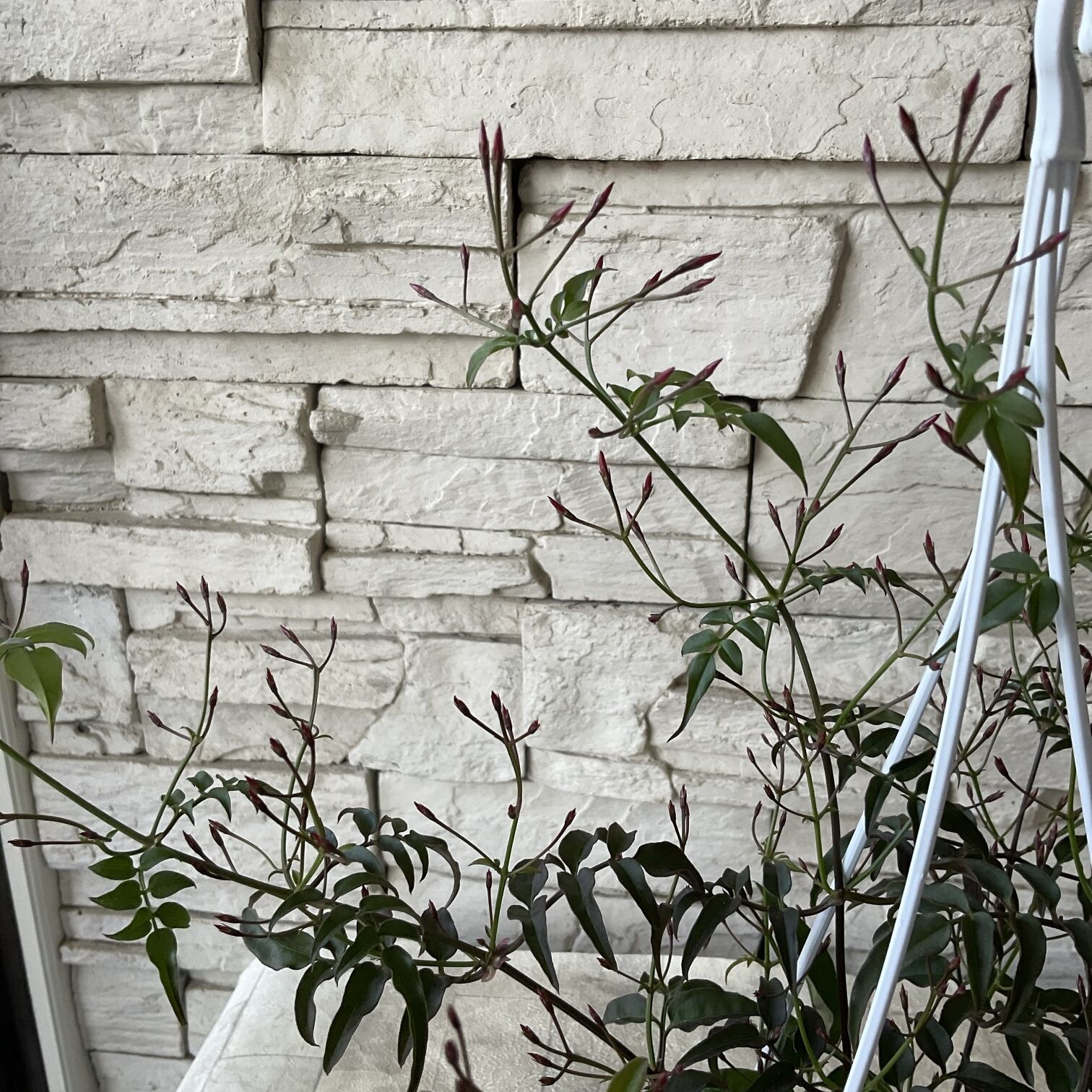 プリムラ レトロボックス | 橋本種苗園