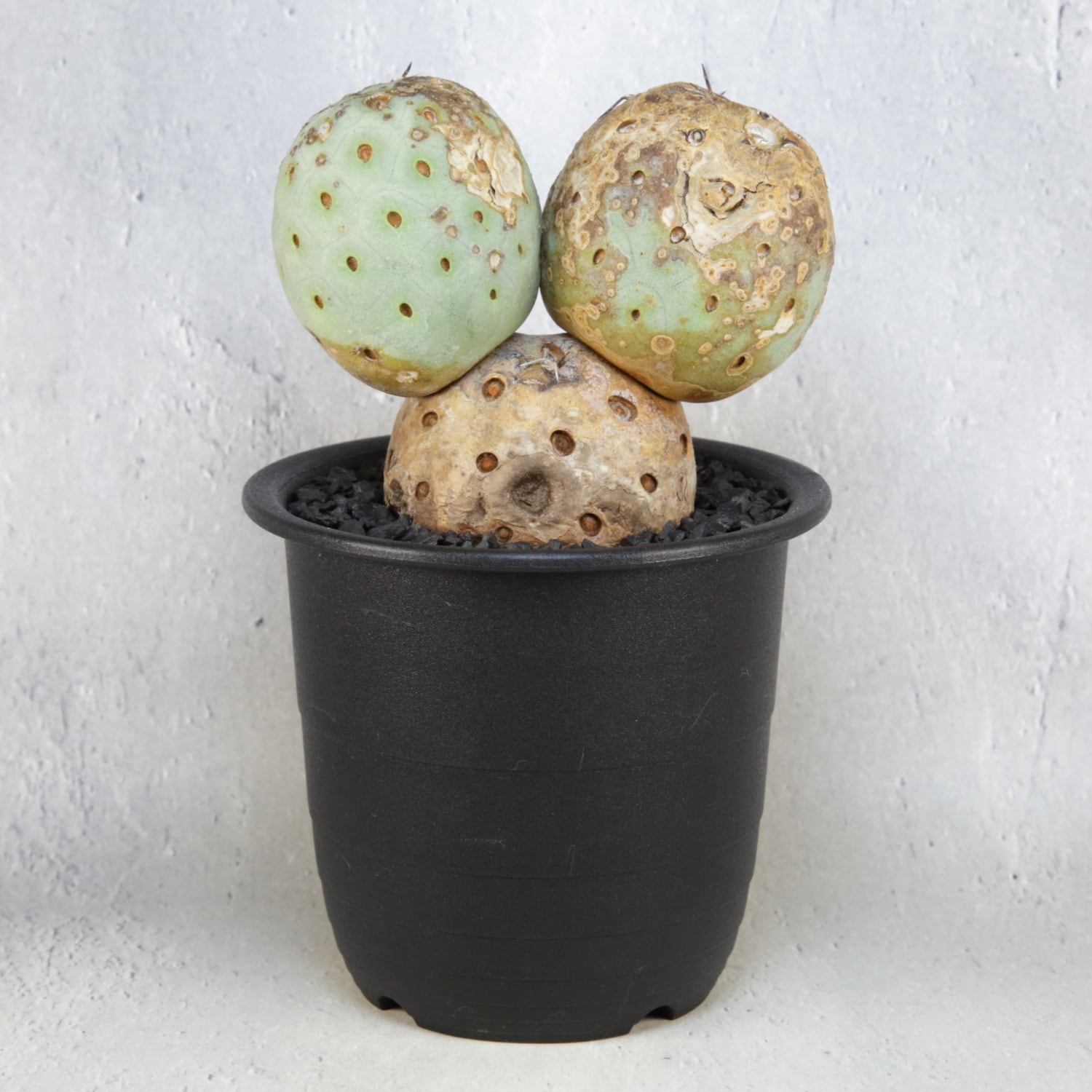 超厳選株】超大球 3球 棘無し ヴィンテージ テフロカクタス ゲオ