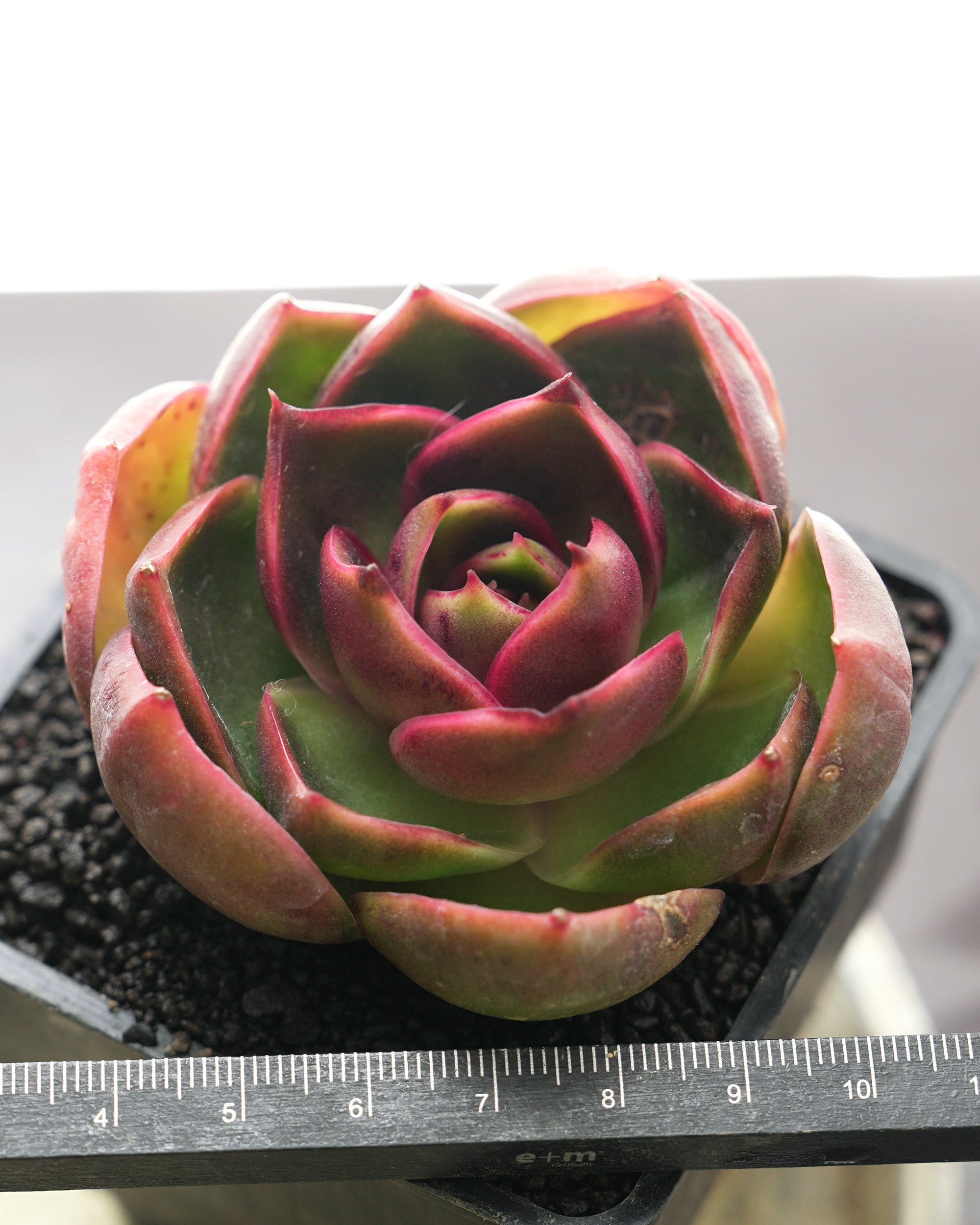 多肉植物　韓国苗　レッドライト　紅灯　大きめ　発根済み 抜き苗 レッドライト Echeveria 'Red Light' | PUKUBOOK SUCCULENTS