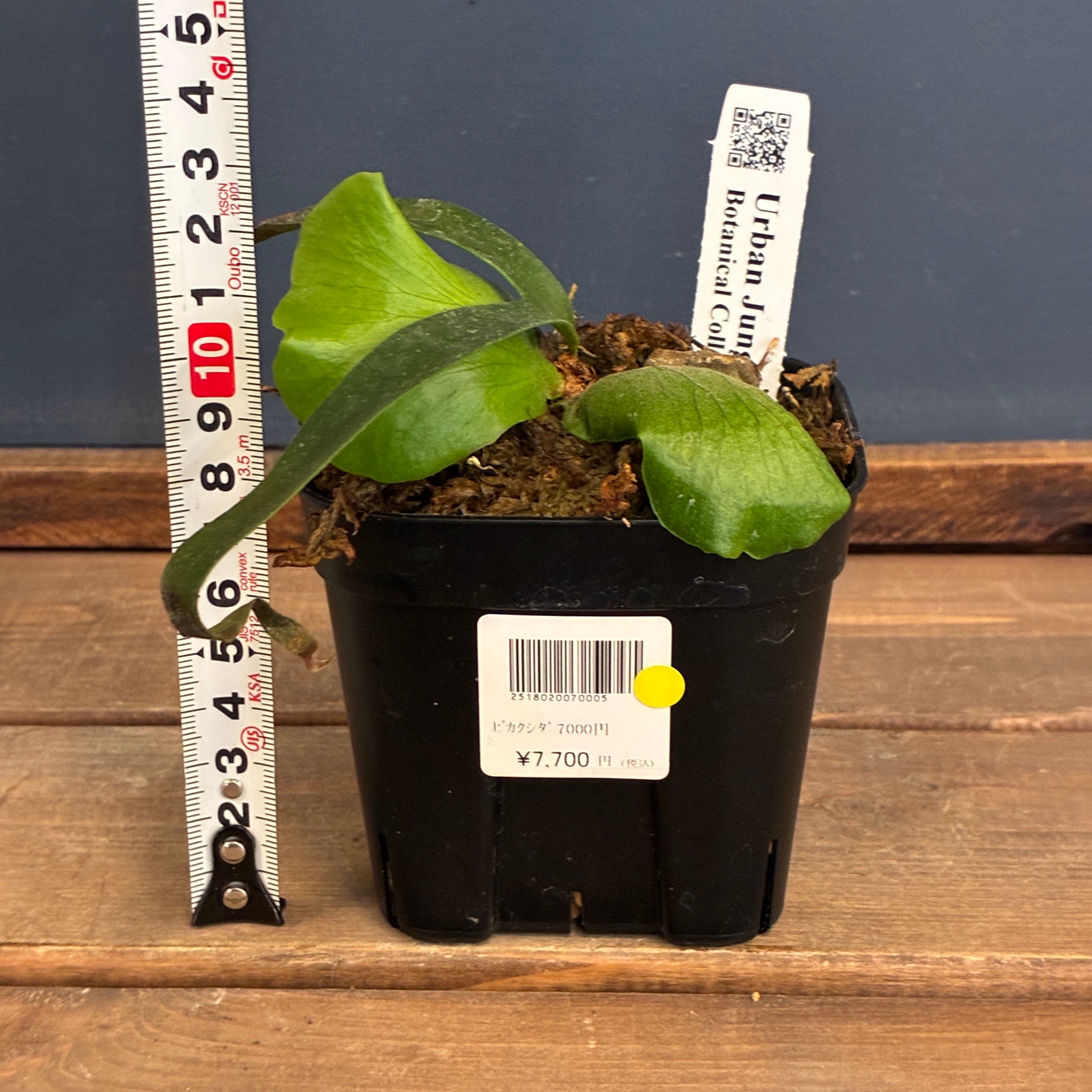 ビカクシダ P. coronarium cv 'QQ' (TC)【402】【◇】 | PROTOLEAF