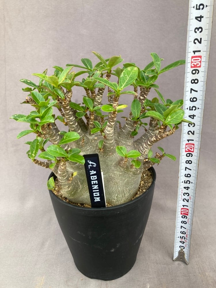 観葉植物 | 日本ライン花木センター