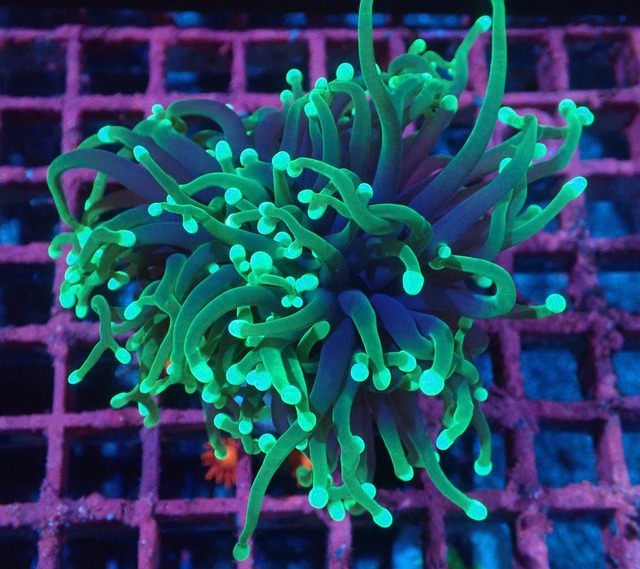 【現地買付】Euphyllia grabrescens"Green" 2