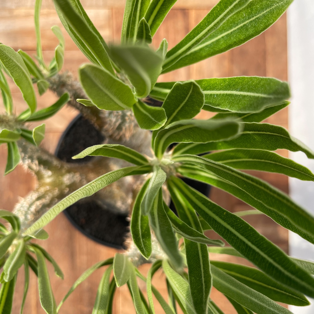 Pachypodium rosulatum var. inopinatum 【パキポディウム・イノピナツム】