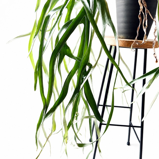 ビカクシダ ヴィーチー Platycerium veitchii 観葉植物 calm cafe