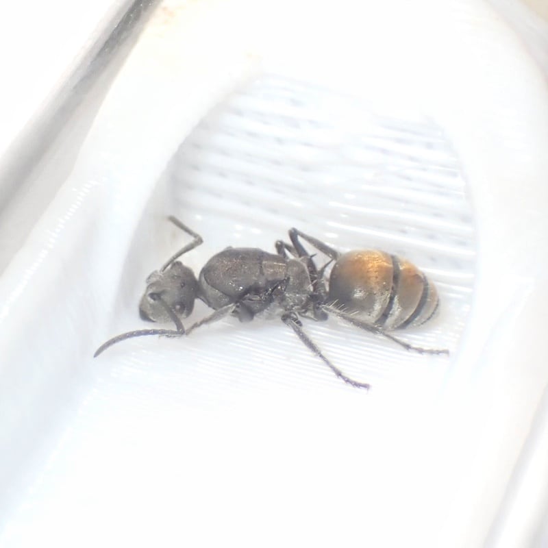 バーミキュローサトゲアリ｜女王｜Polyrhachis vermiculosa | あり巣