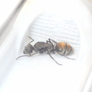 バーミキュローサトゲアリ｜女王｜Polyrhachis vermiculosa