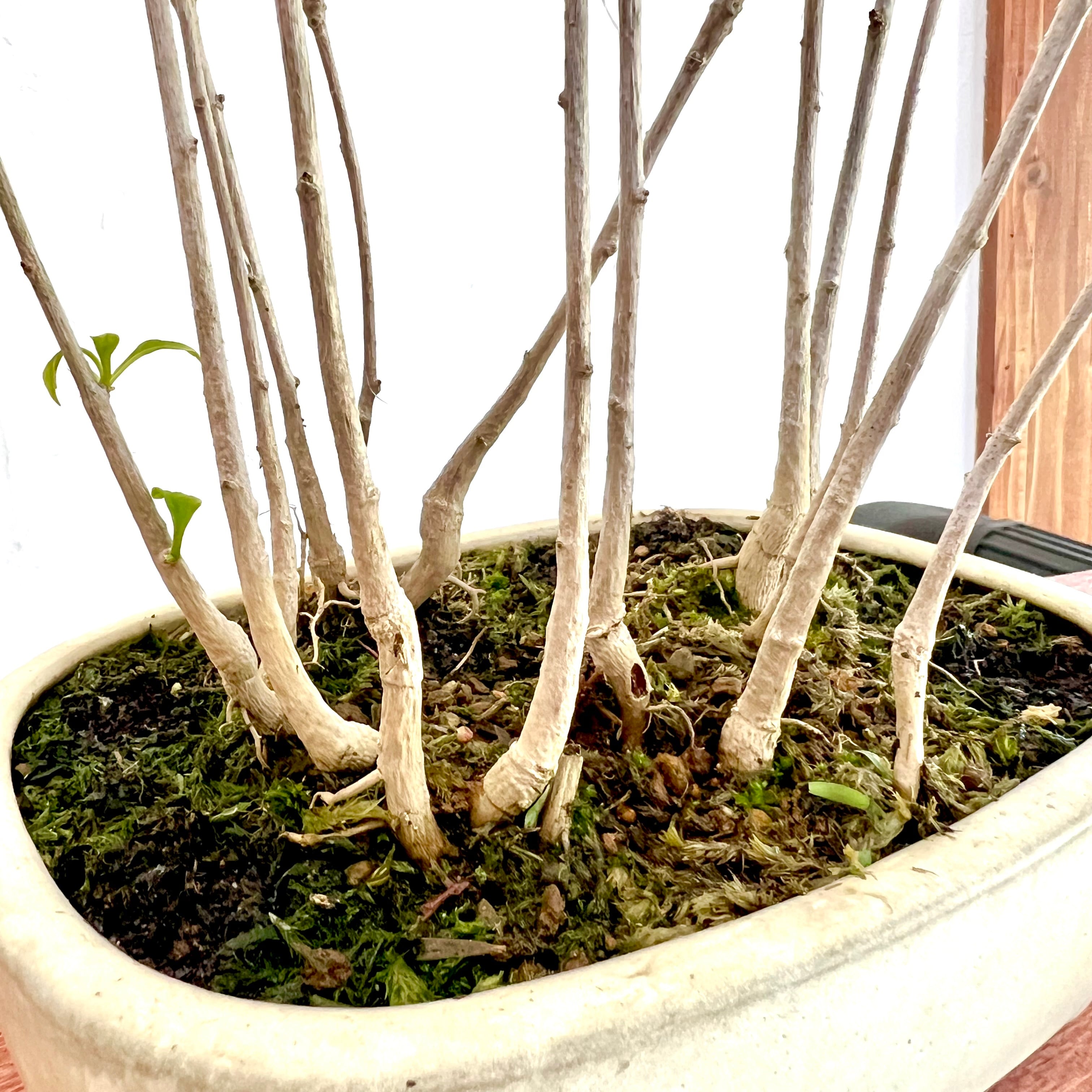 イチョウの寄植え盆栽｜小さな木立を楽しむ一点物｜高さ約30cm