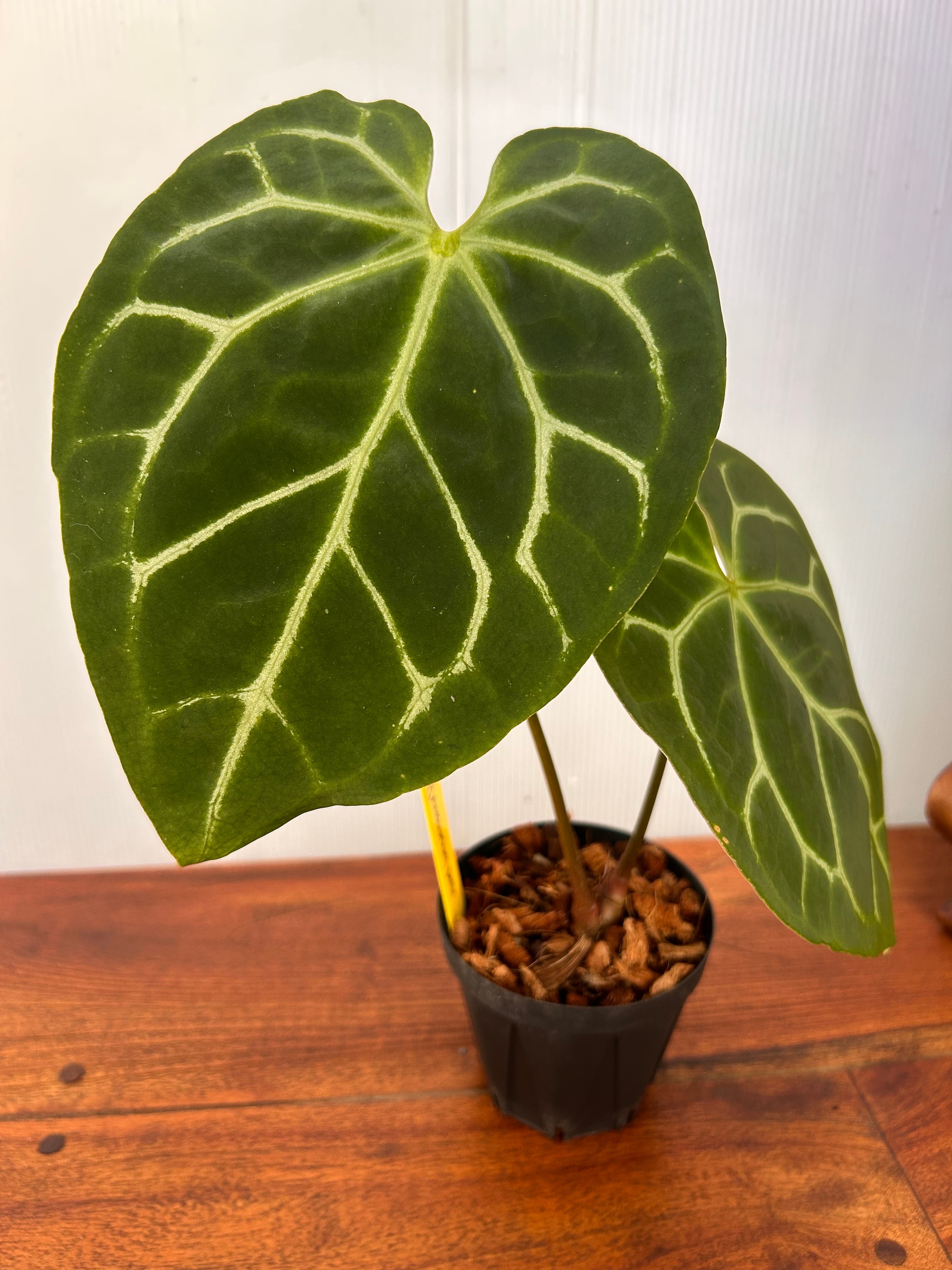 Anthurium | BALI-AN 園芸
