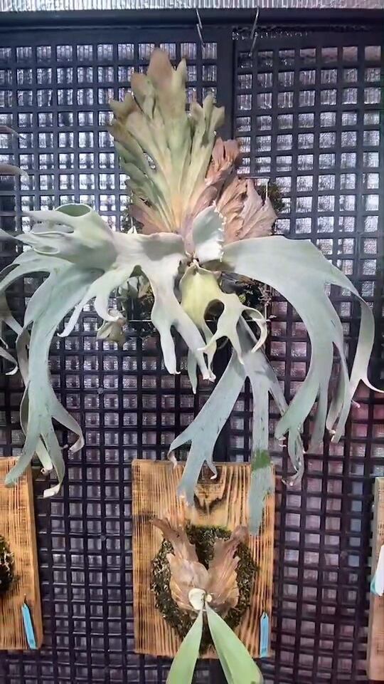 P.willinckii sparrow X 受注発注リスト】P.willinckii cv