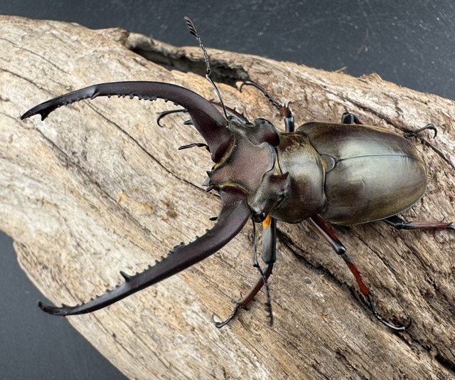 【WD】《ビタリスミヤマクワガタ 72mm ペア》