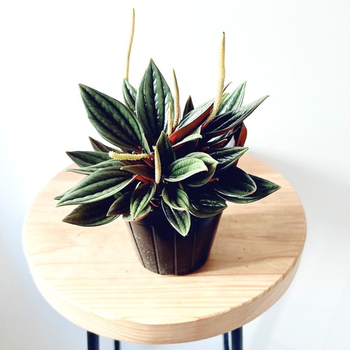 ペペロミア・ロッソ｜希少PVP品種 ハクサン 3号鉢【現品】calm cafeセレクト