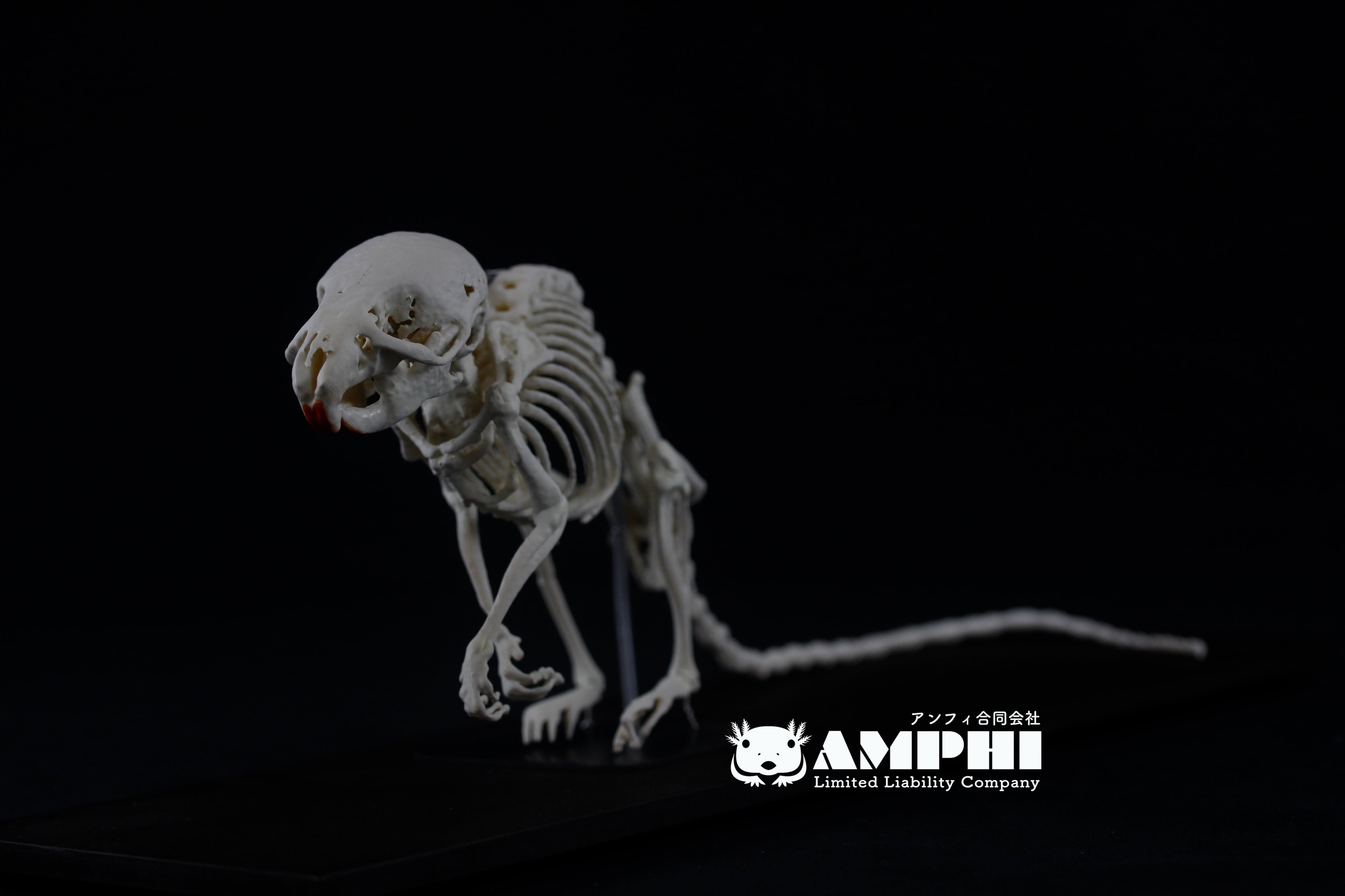 カヤネズミ 全身骨格 3倍拡大レプリカ 