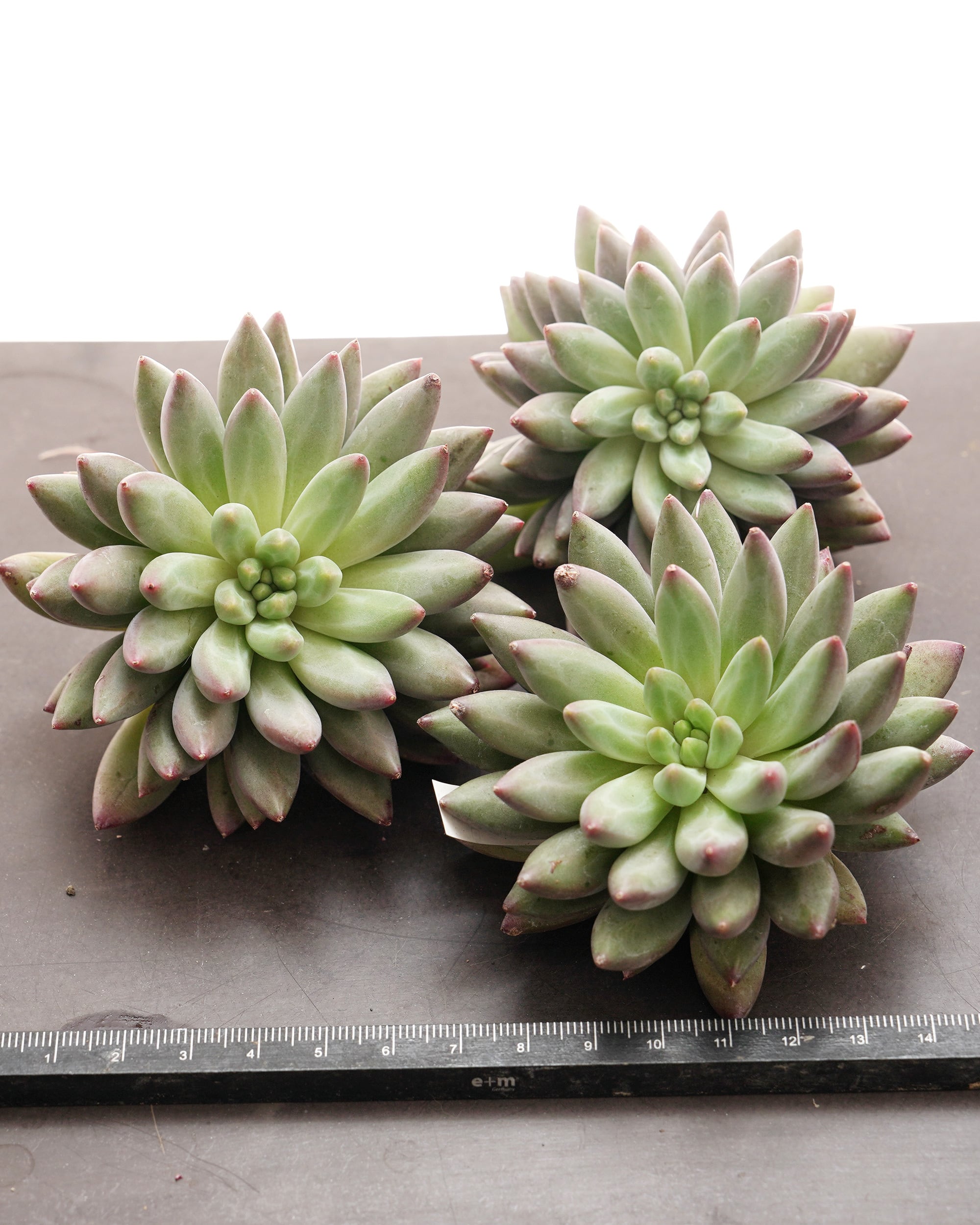 カット苗 チェリーズ 【数量限定】 Echeveria 'Cherries' | PUKUBOOK