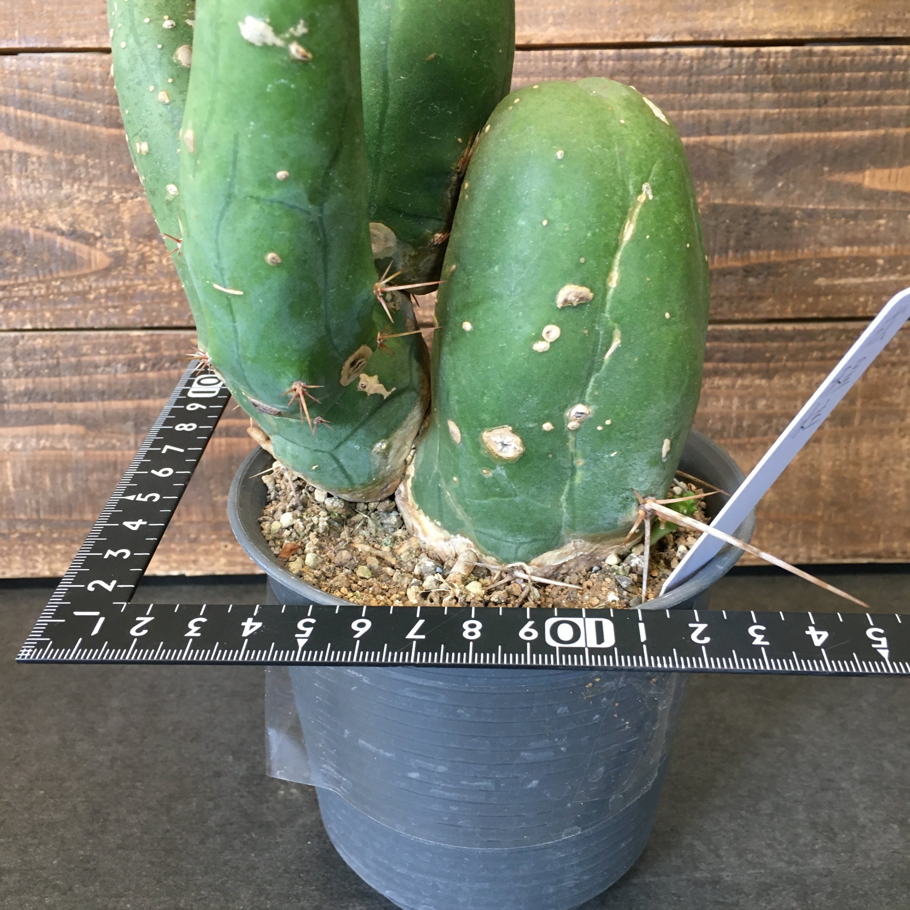 サボテン なるほど柱 大株 Protoleaf プロトリーフ サボテン なるほど柱 大株 Protoleaf プロトリーフ
