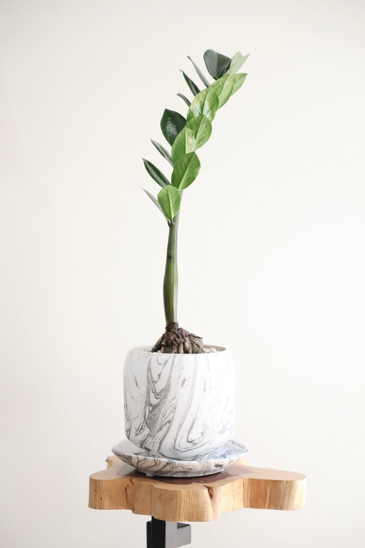 【M】ザミオクルカス ザミフォーリア/Zamioculcas zamifolia 　※陶器鉢付き