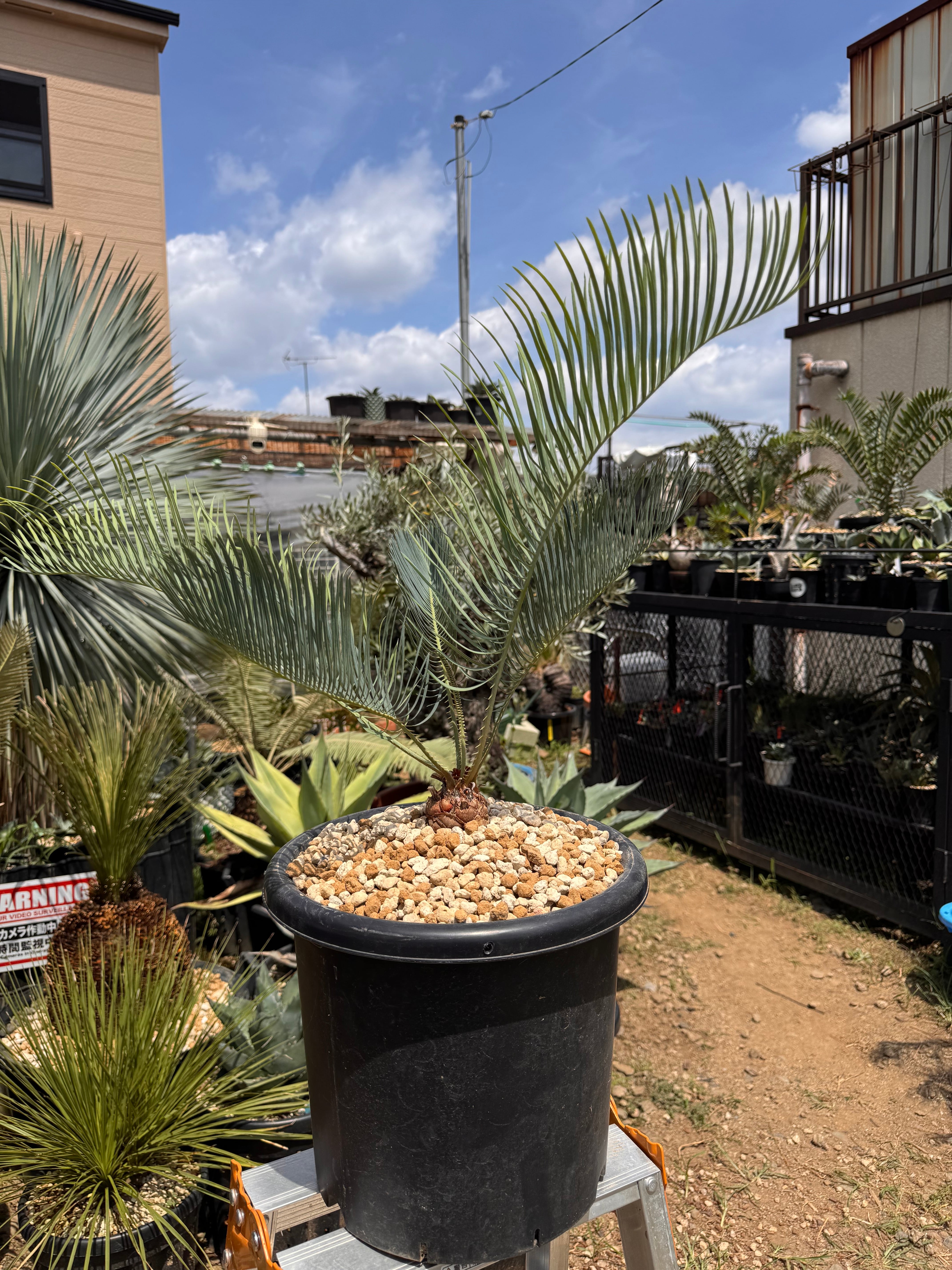Cycas cairnsiana サイカスカイルンシアナ | +81aqua.plants