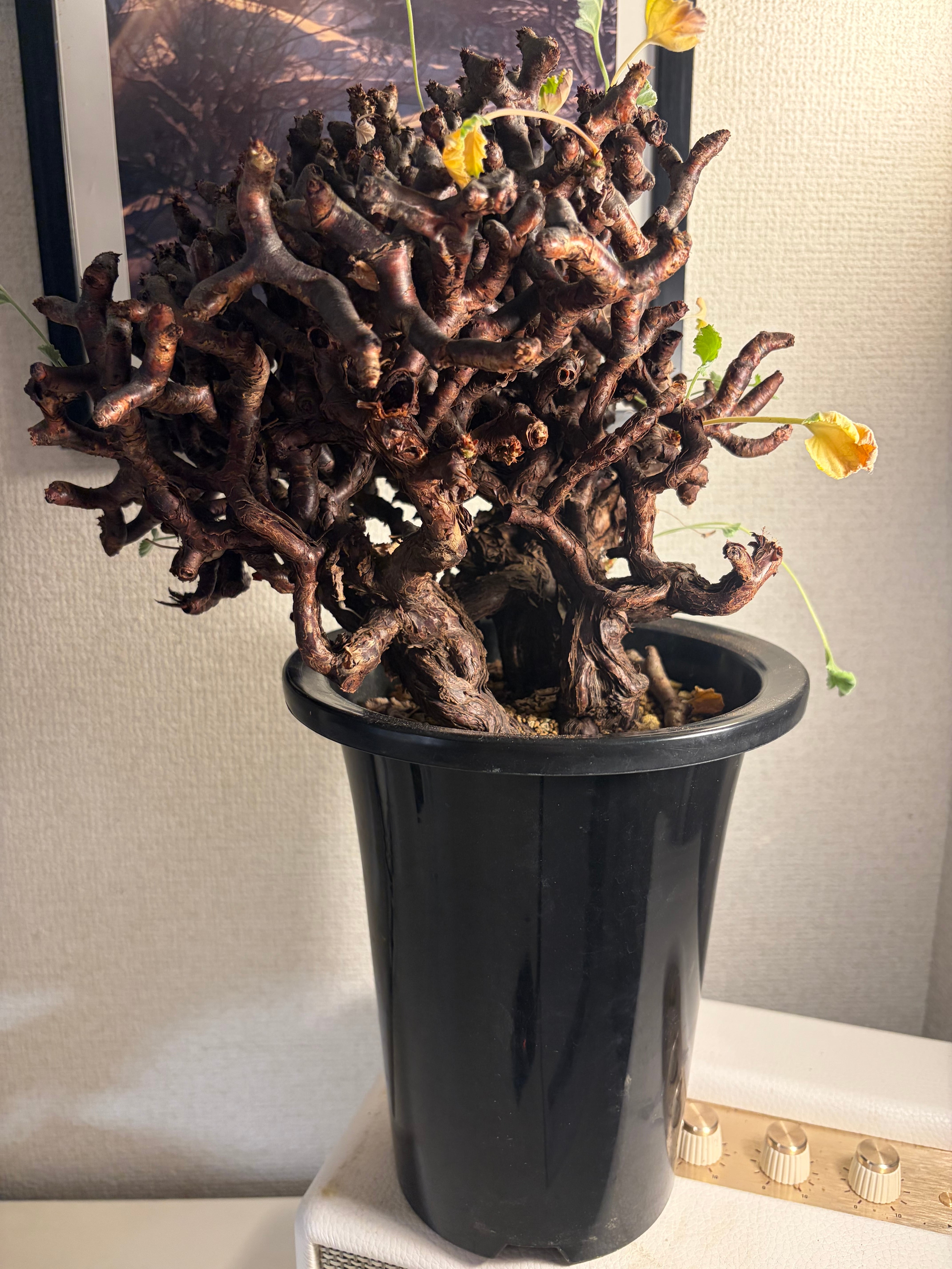 メデューサの剛毛髪のようなペラルゴニウム ミラビレ 塊根植物 コミフォラ エイル メデューサの剛毛髪のようなペラルゴニウム ミラビレ 塊根植物