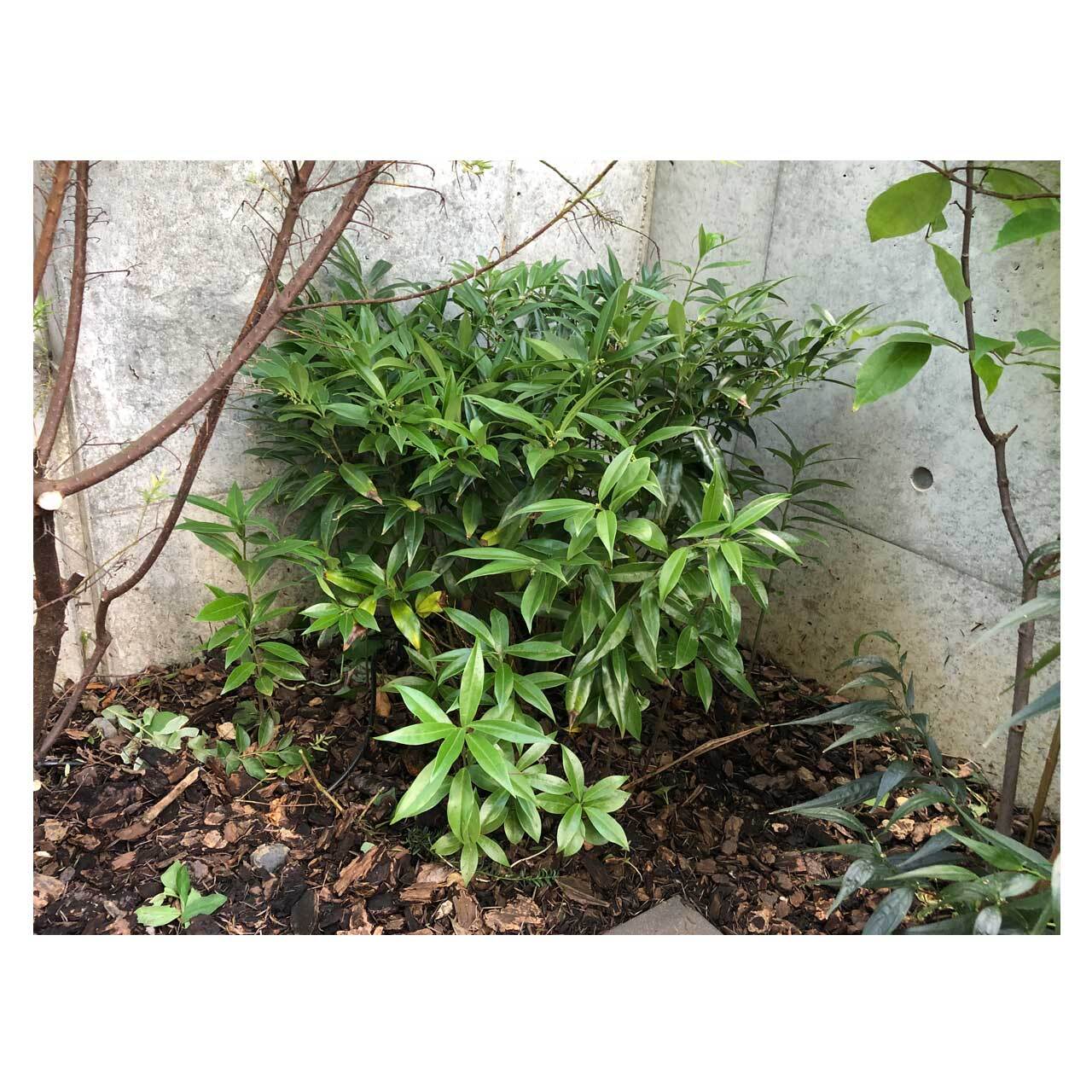 Sarcococca humilis | Seeding