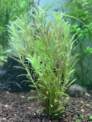 ニューオランダプラント　1POT(7本セット)