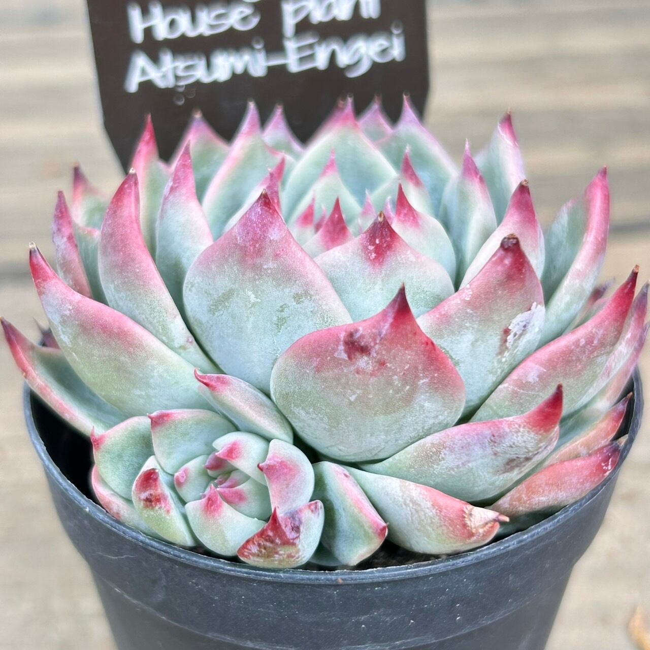 simijimi苗　黒札　super桃太郎　命名苗 🪴 #SUPER桃太郎 🪴 SIMIJIMIさんとこの命名株～❣️（黒札） 🪴 ゴツ