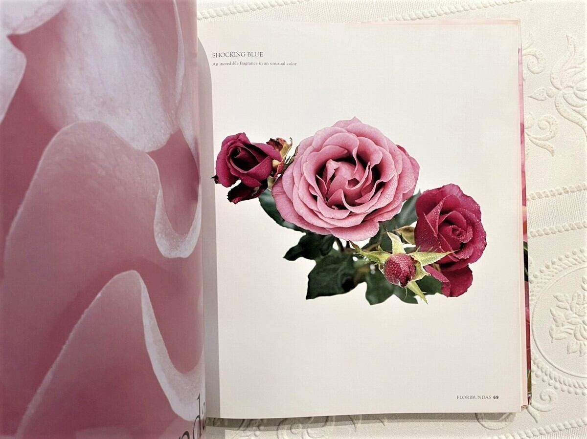 VW077】Roses for the Smaller Garden /visual book | KITAZAWA BOOKSTORE