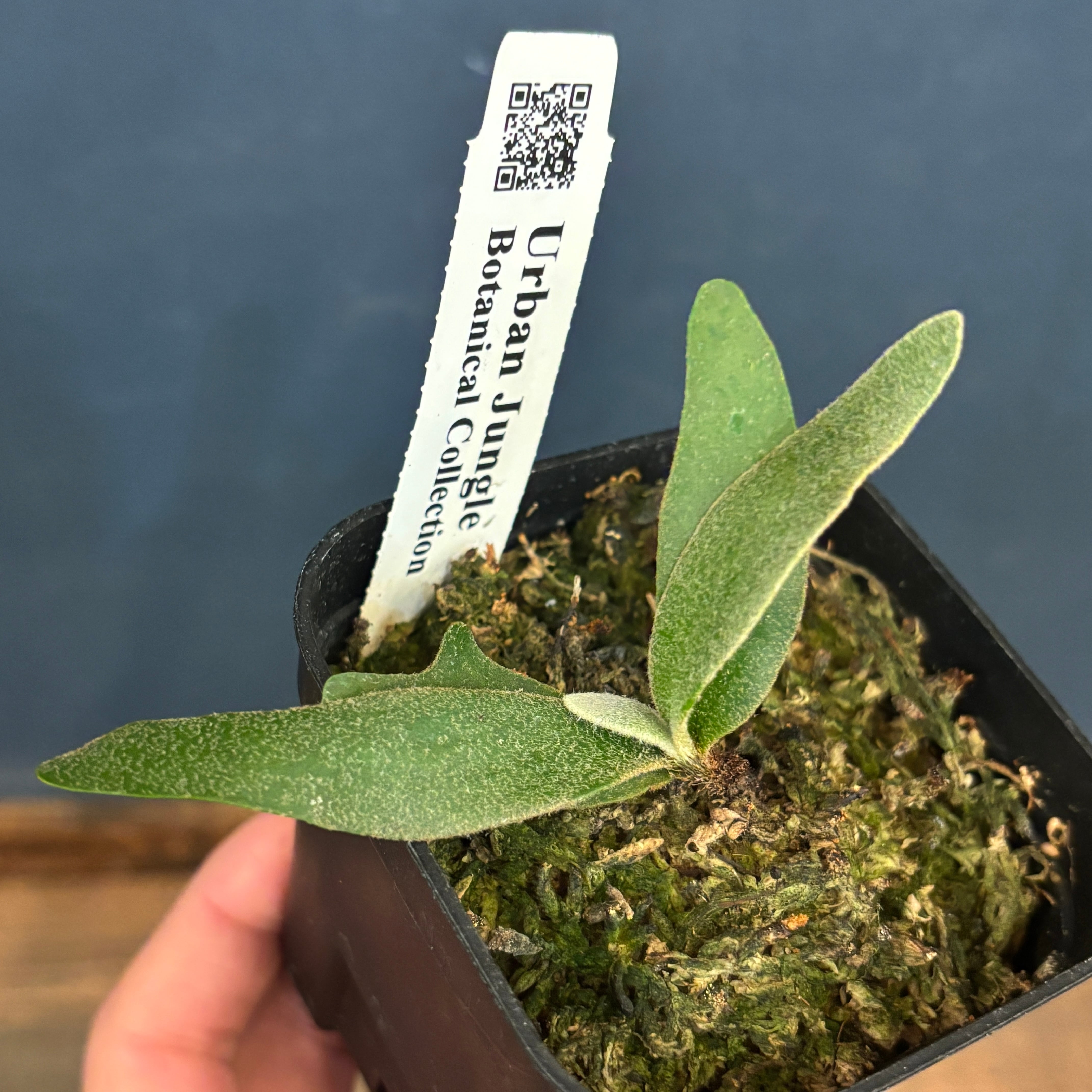 クリアランス】ビカクシダ ジェイドガール P. willinckii 'Jade Girl