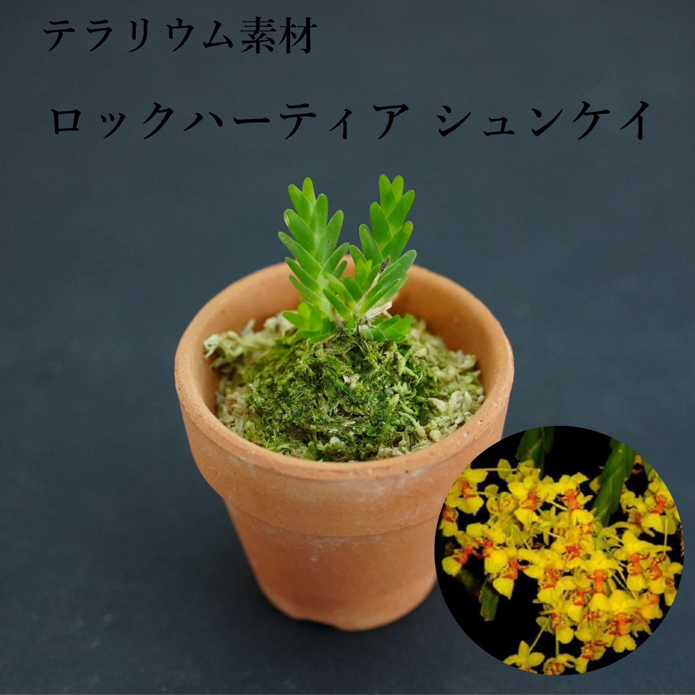 ロックハーティア シュンケイ Lockhartia schunkei【着生ラン】テラリウム・着生向き