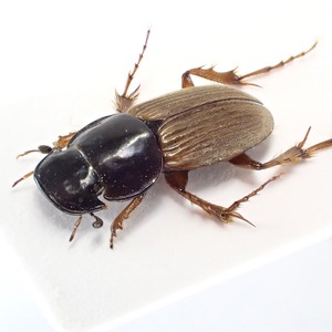 中国産 Paracrossidius transmontanus ♂ 9mm