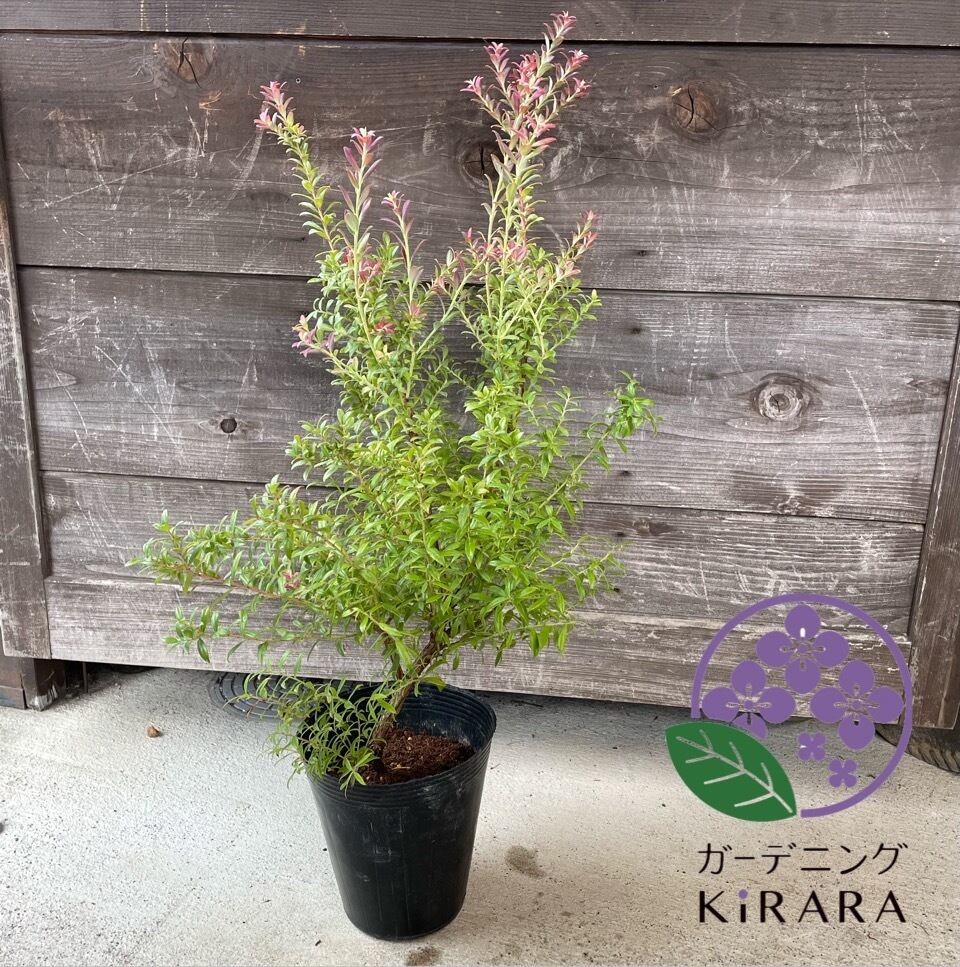 グレビレア キングセレブレーション | ガーデニングキララ オンライン