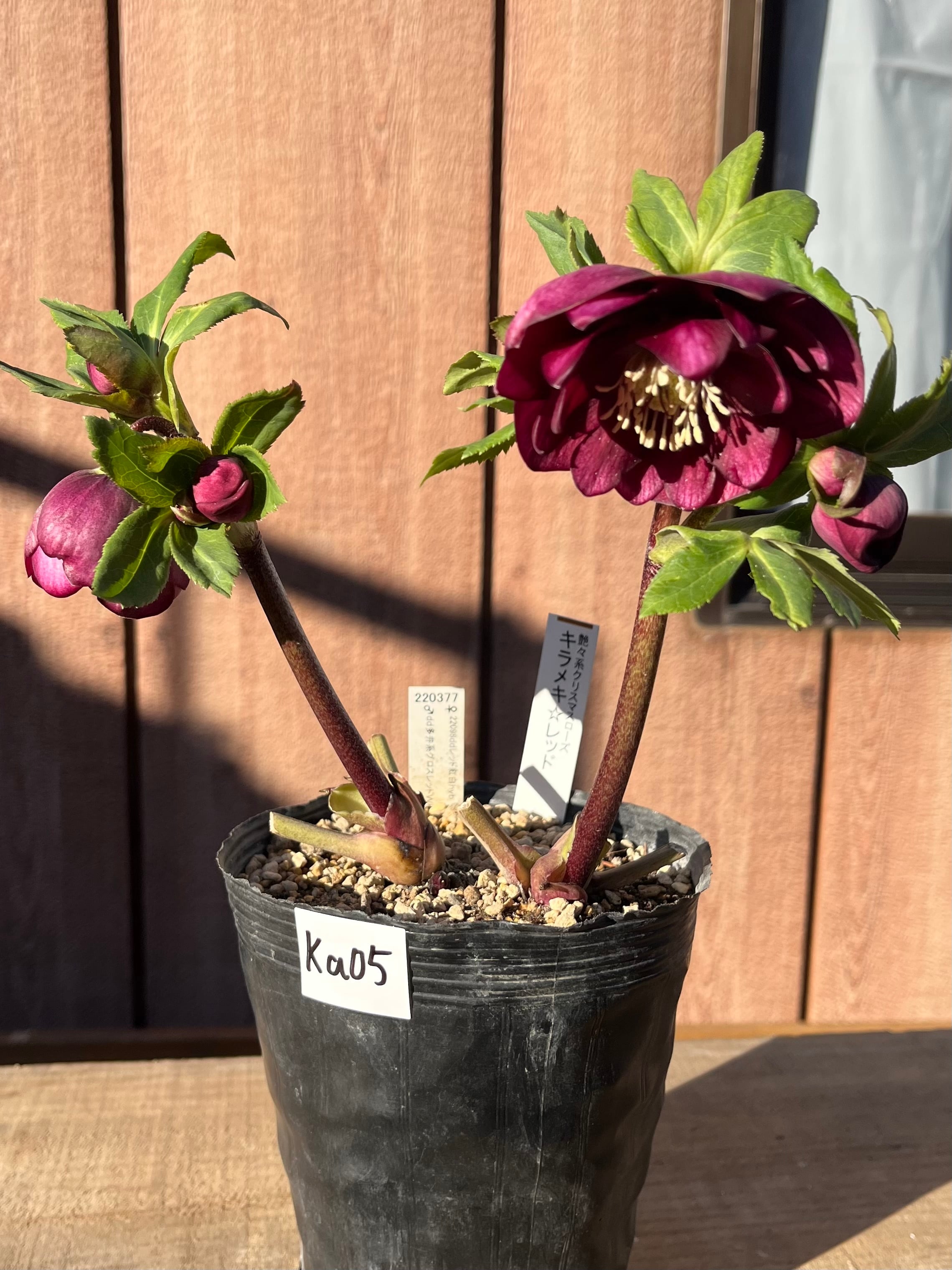 キラメキ☆レッド 加藤農園 クリスマスローズ【ka05】送料無料