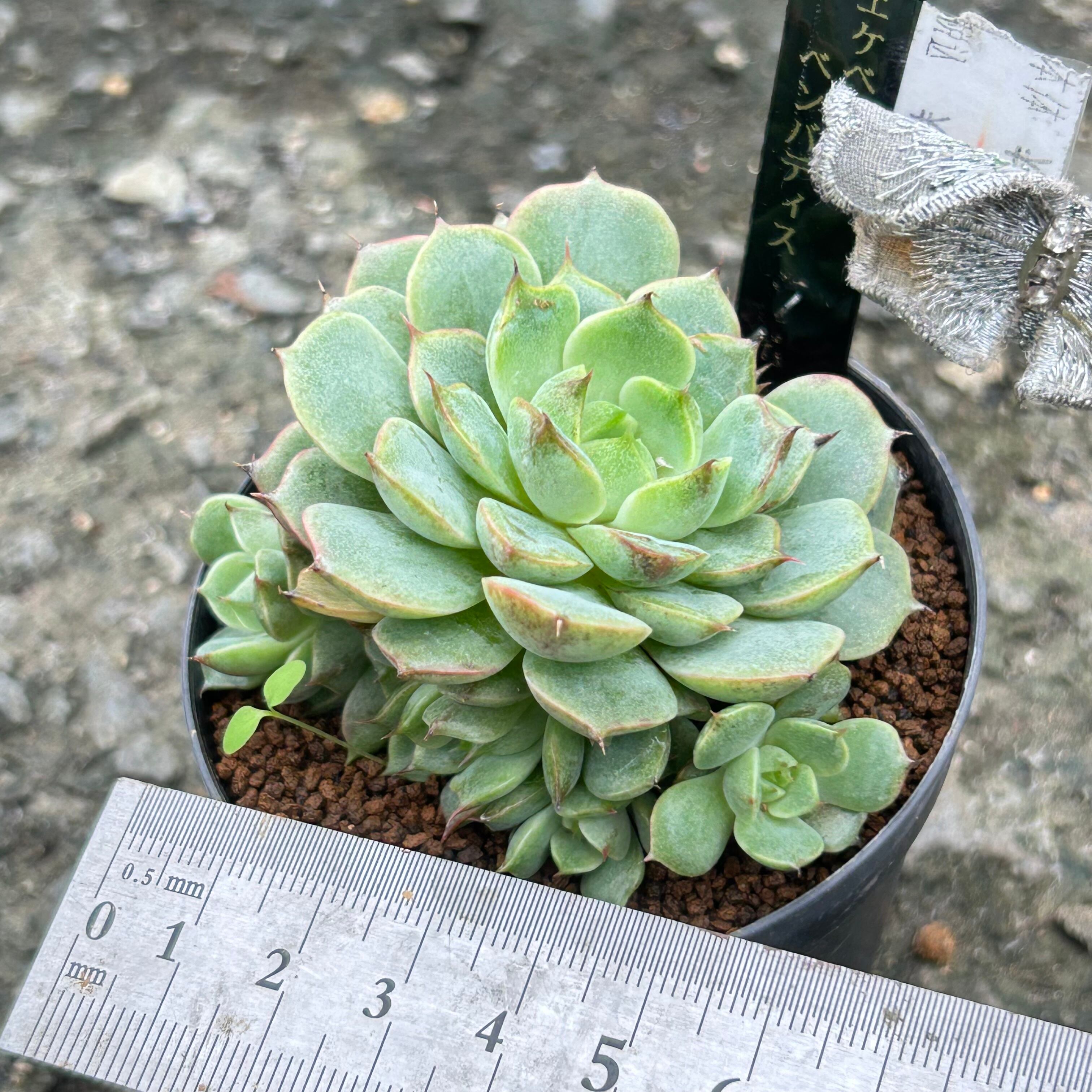 ベンバディス | RuPo 多肉植物専門店
