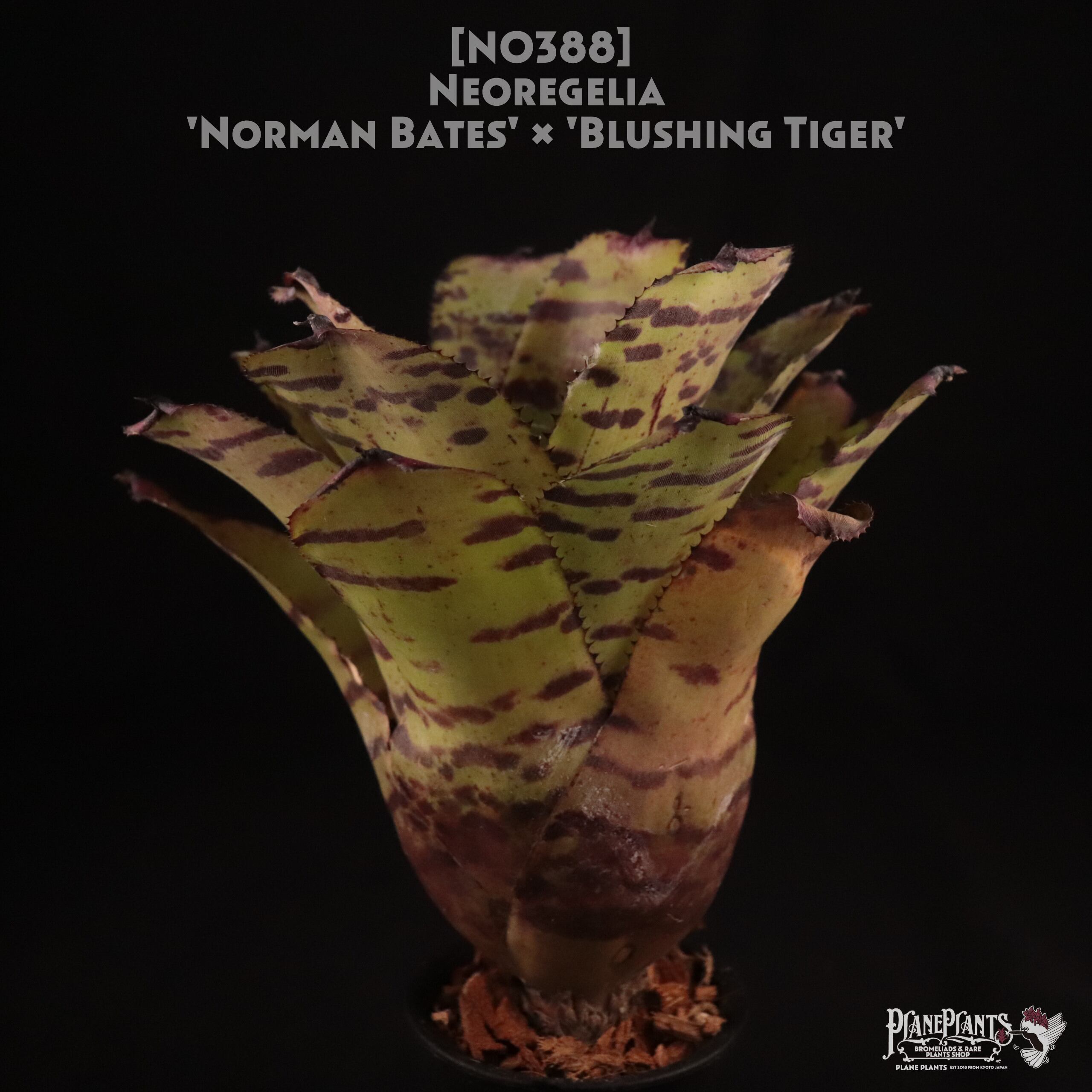 【送料無料】Neoregelia 'Norman Bates' x 'Blushing Tiger'〔ネオレゲリア〕現品発送N0388