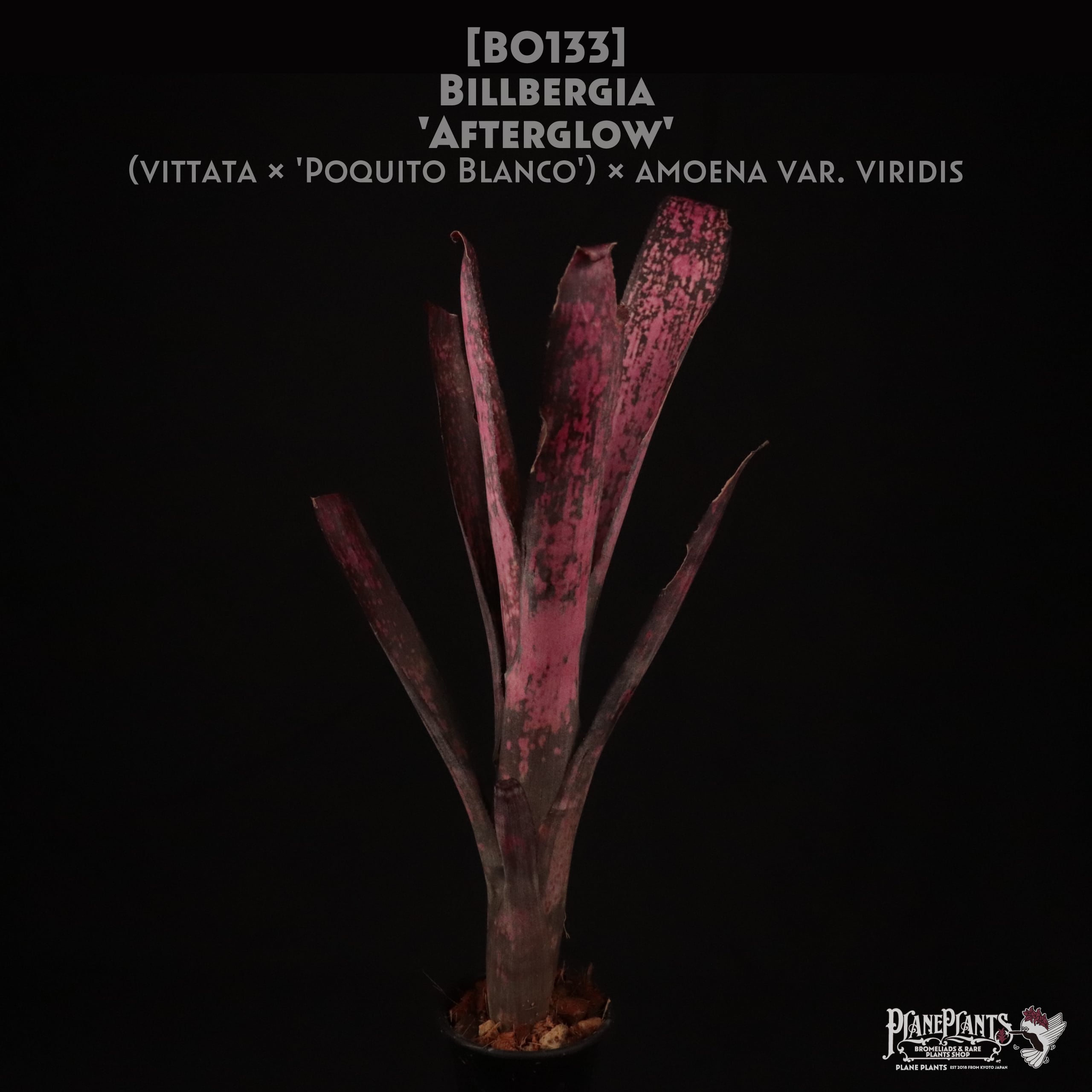 Don Beadle Hybrid | plane plants