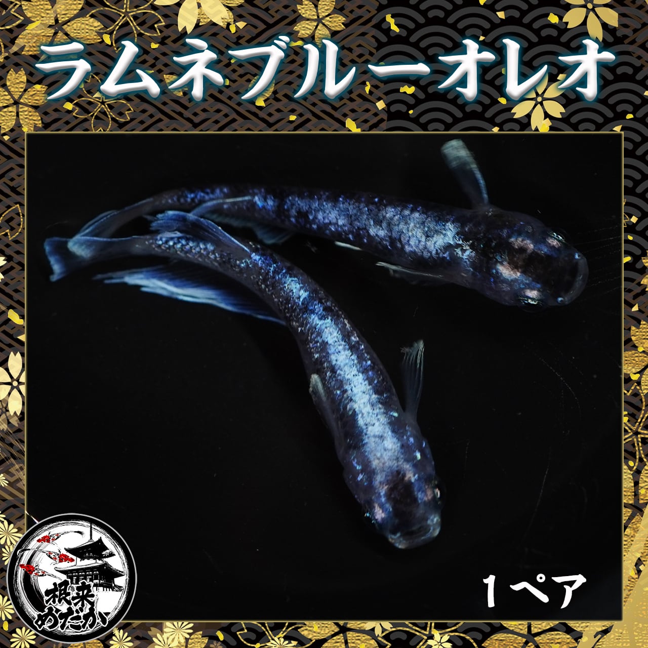 【1ペア】ラムネブルーオレオ　１ペア　カズーメダカ様直系