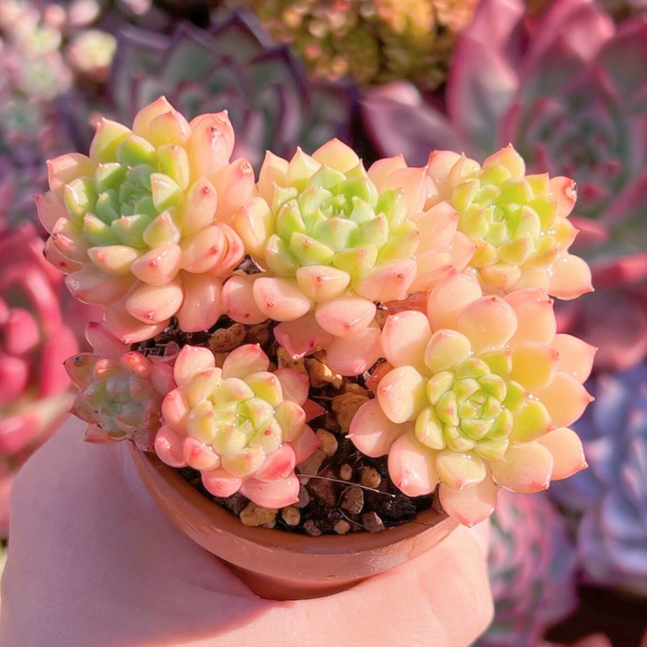 多肉植物 マチカ群生 新入荷 るる農園 | るる農園~多肉植物専門