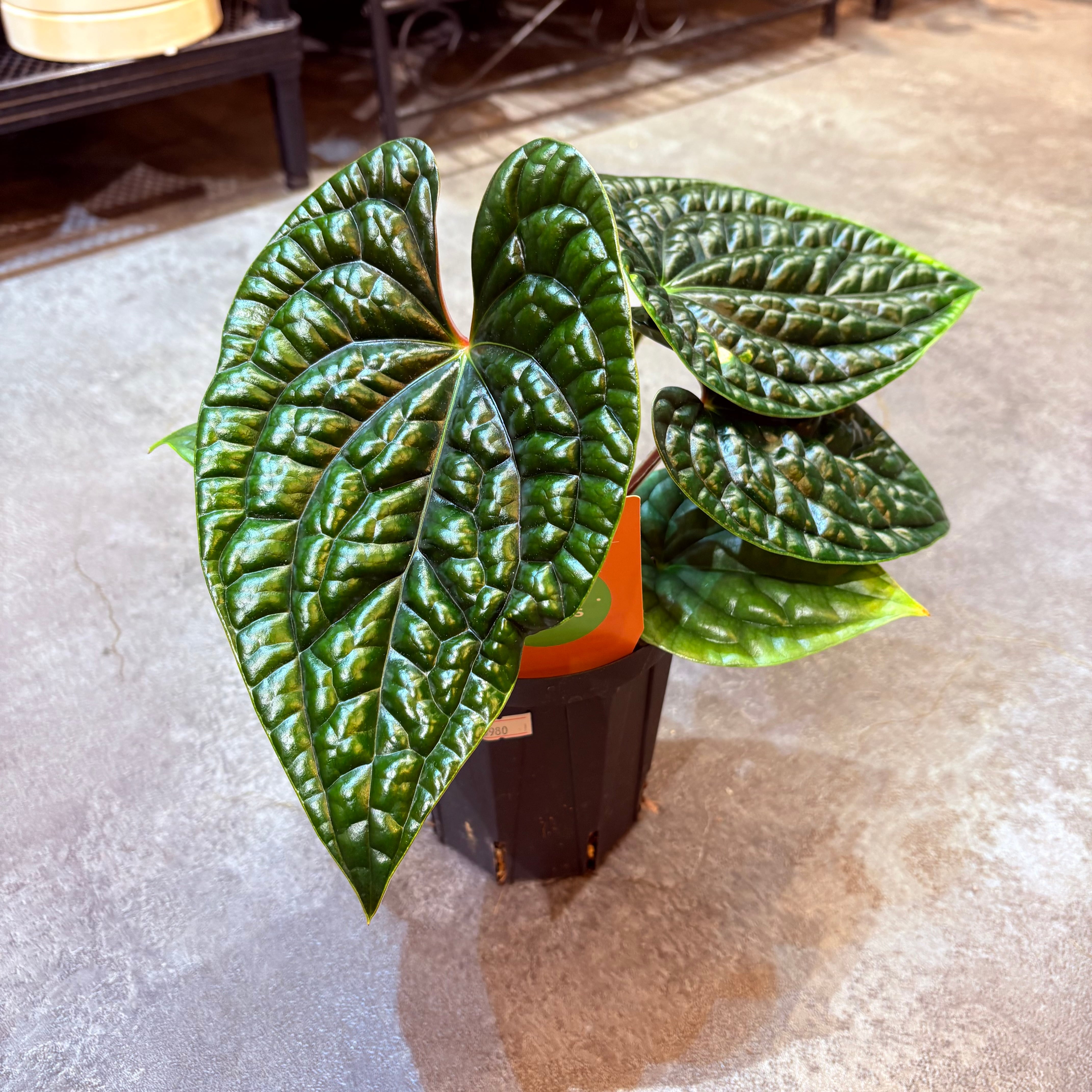 アンスリウム ルクスリアンス 4号 B | Green Vibes 宇都宮市の観葉植物