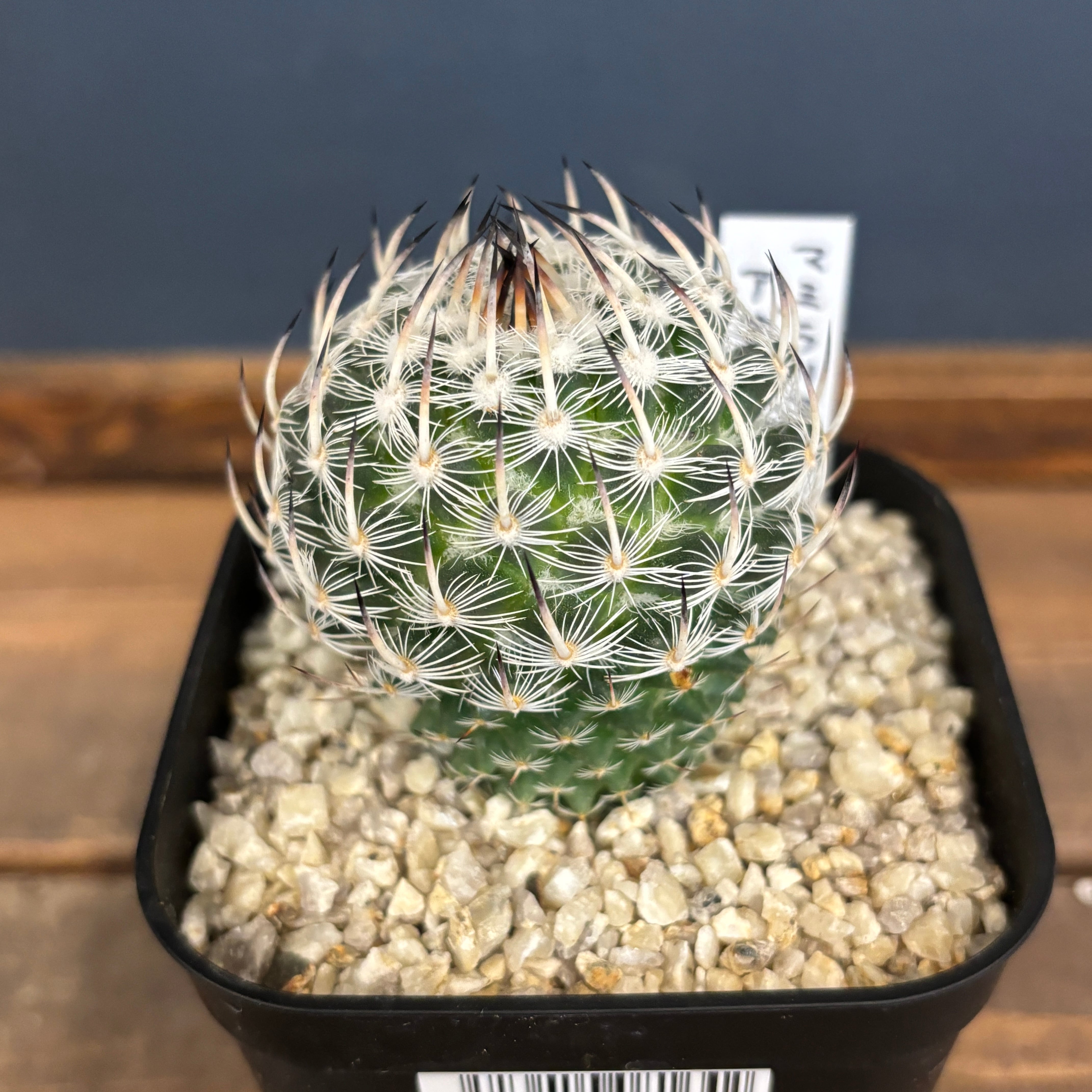 【のひのひ】 台湾スズキ純正 アドレスV125 V125G ADDRESS アヴェニス125 AVENIS