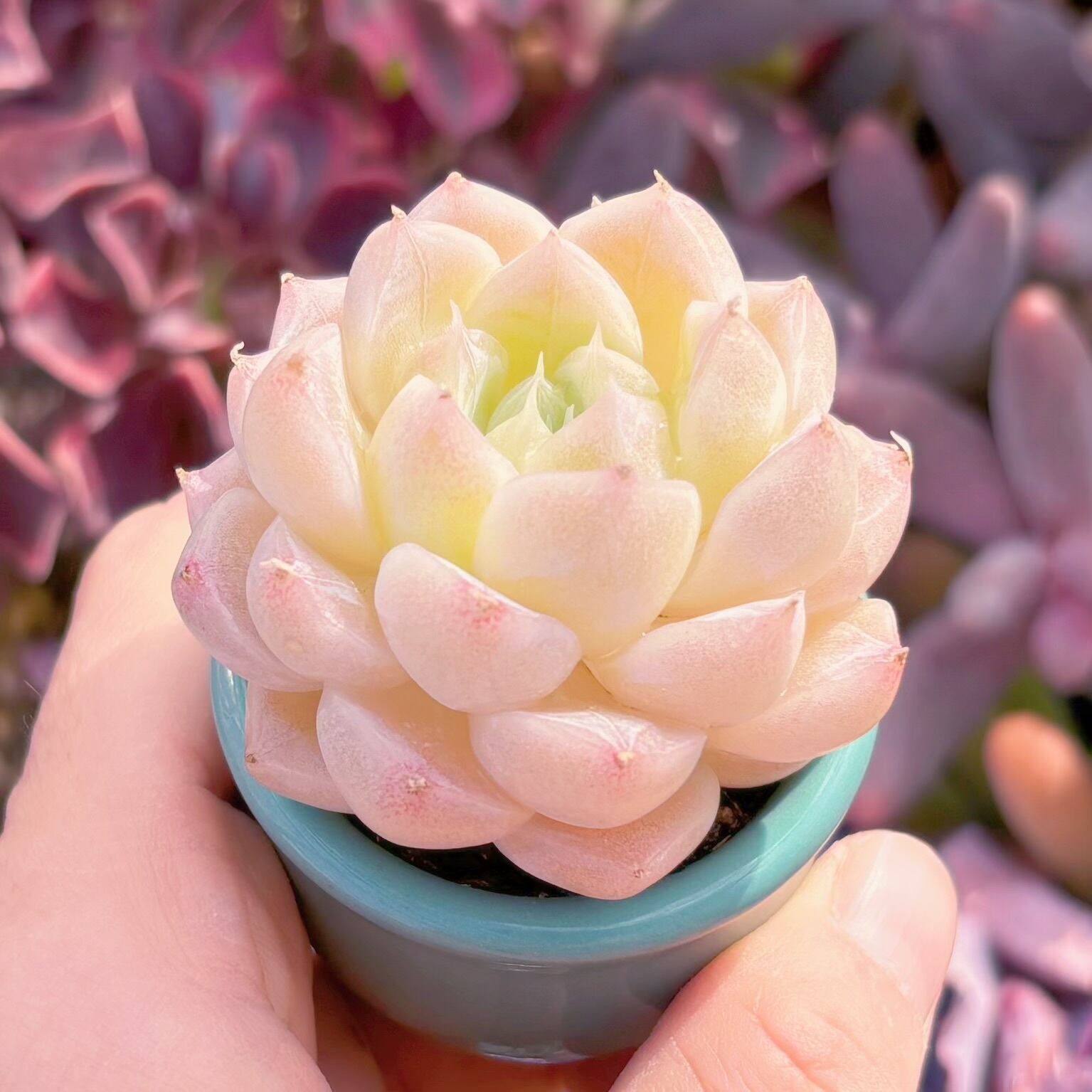 多肉植物 氷川 新入荷 るる農園 | るる農園~多肉植物専門