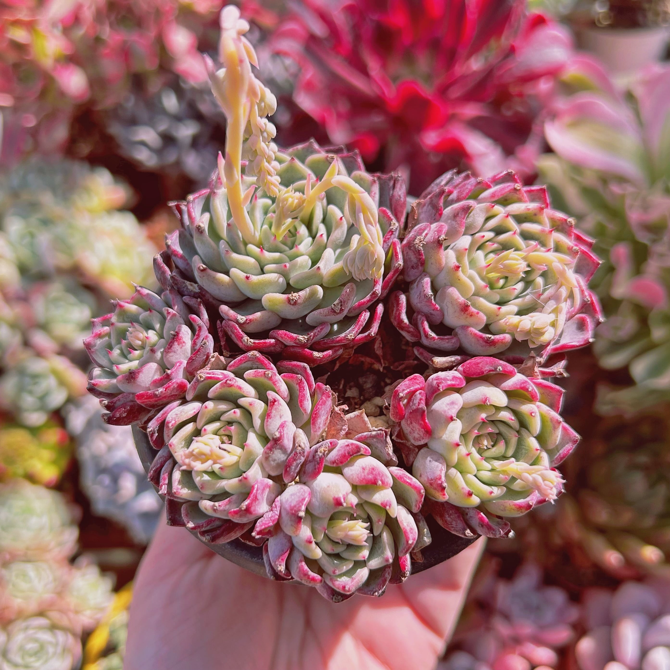 #067現物　多肉植物　沙羅姫牡丹　特大