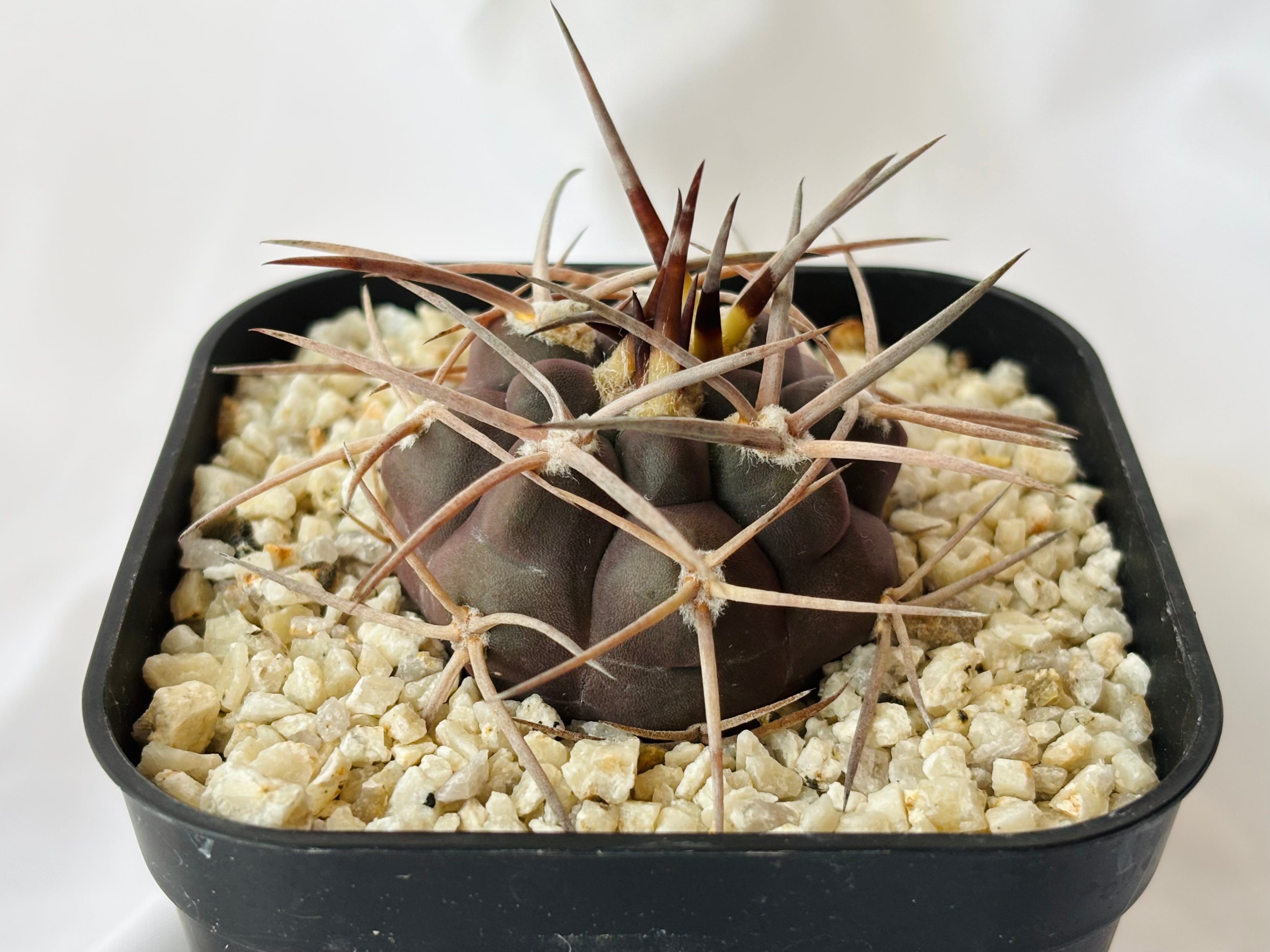 Gymnocalycium mazanense ギムノカリキウム 守金魔天竜 サボテン