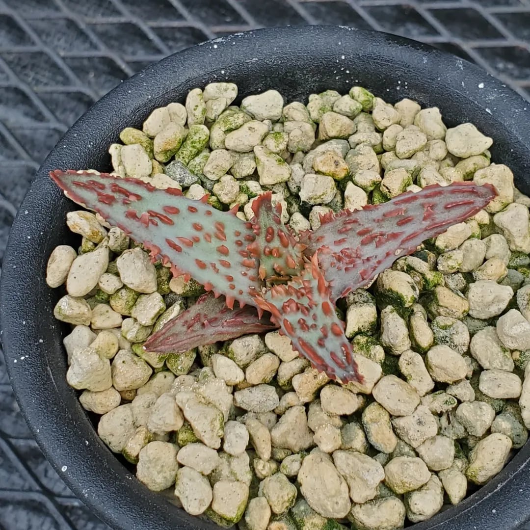 F00574_Aloe 'Glorious Dragon'（TCT）：アロエ・グロリアスドラゴン