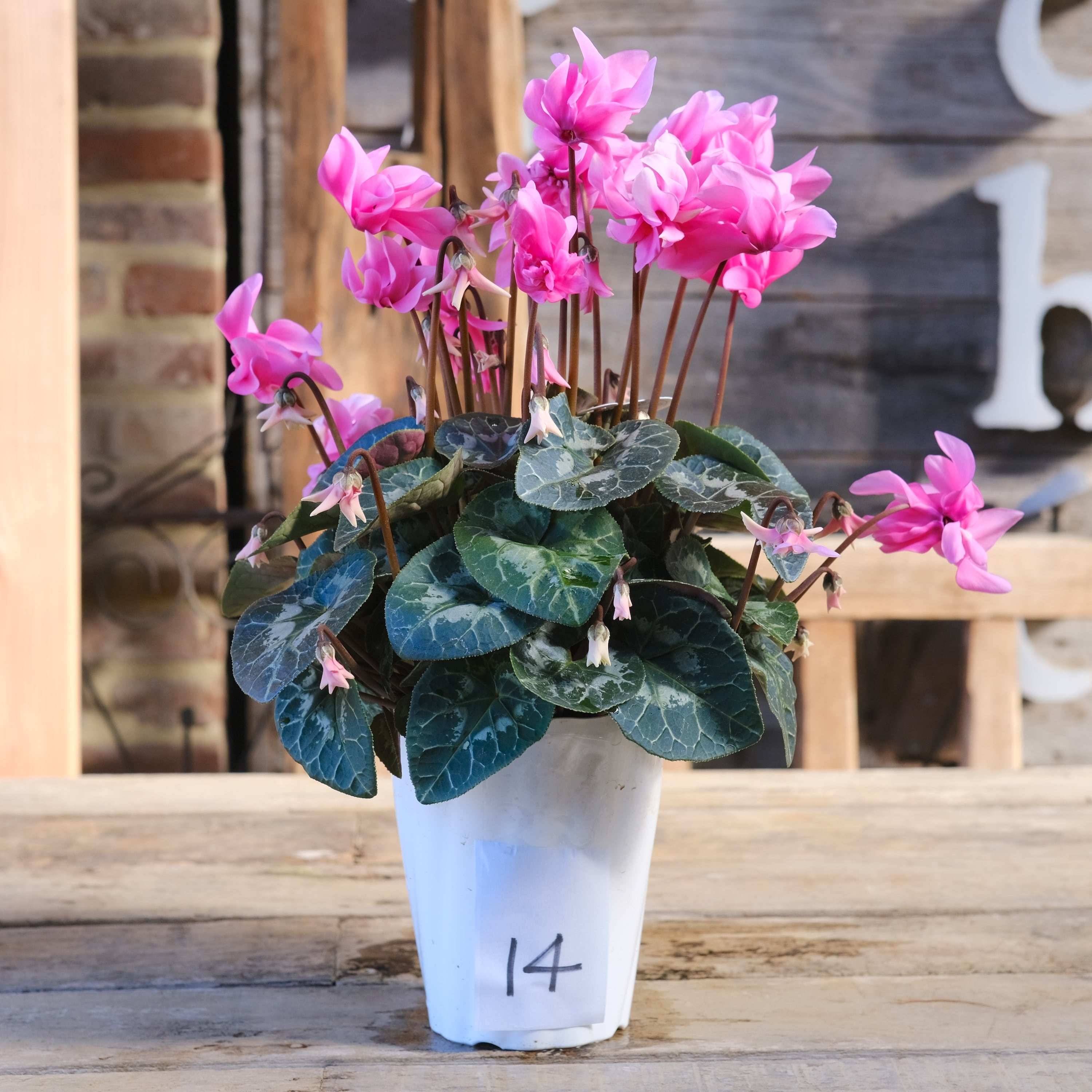 八重崎ミニシクラメン 斑入り チモピンク　②　＊同梱推奨商品 No, 14】ミニシクラメン チモシリーズ 八重《 枝垂れざき 》鉢なし