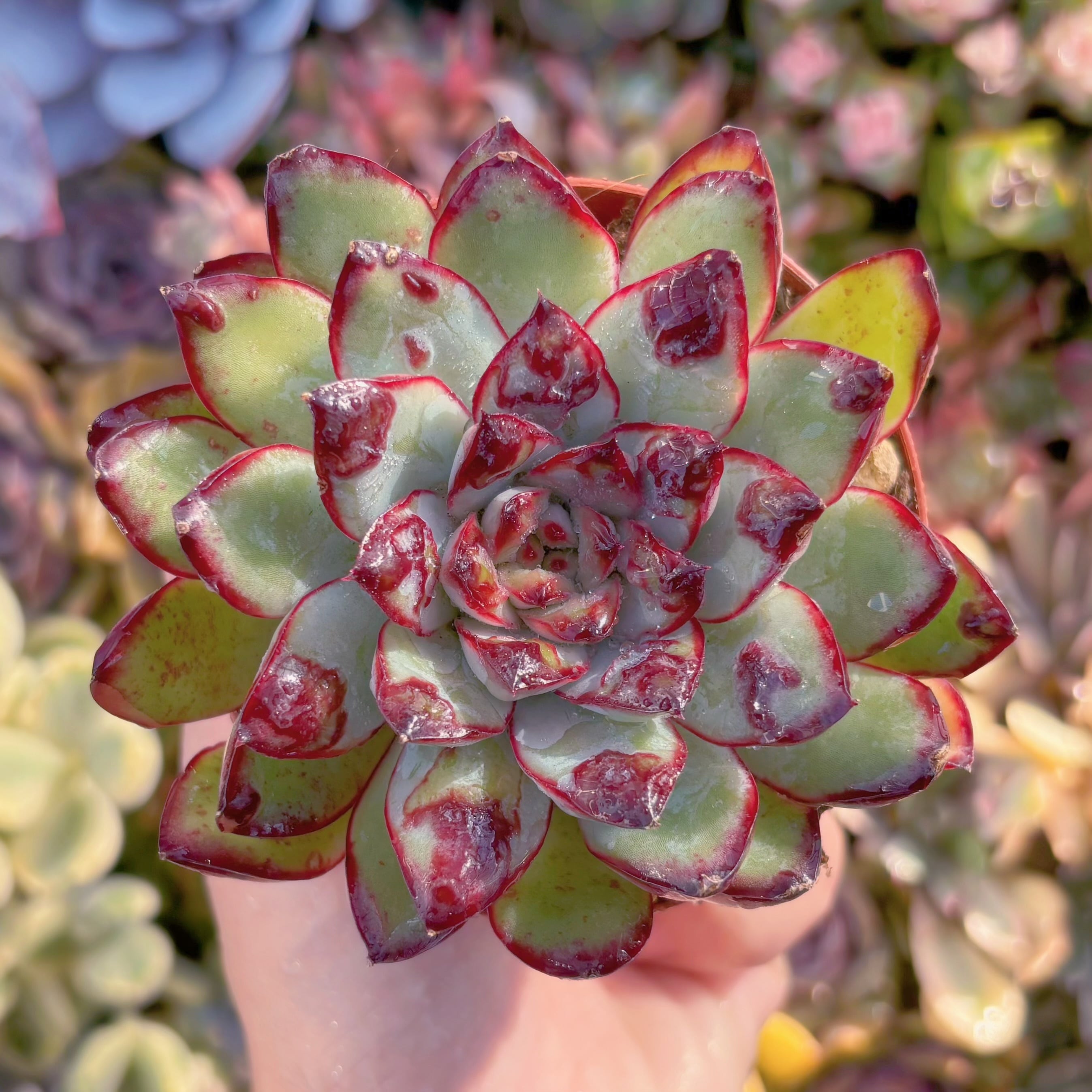 現品　コブレッドエッジ#K043　るる農園