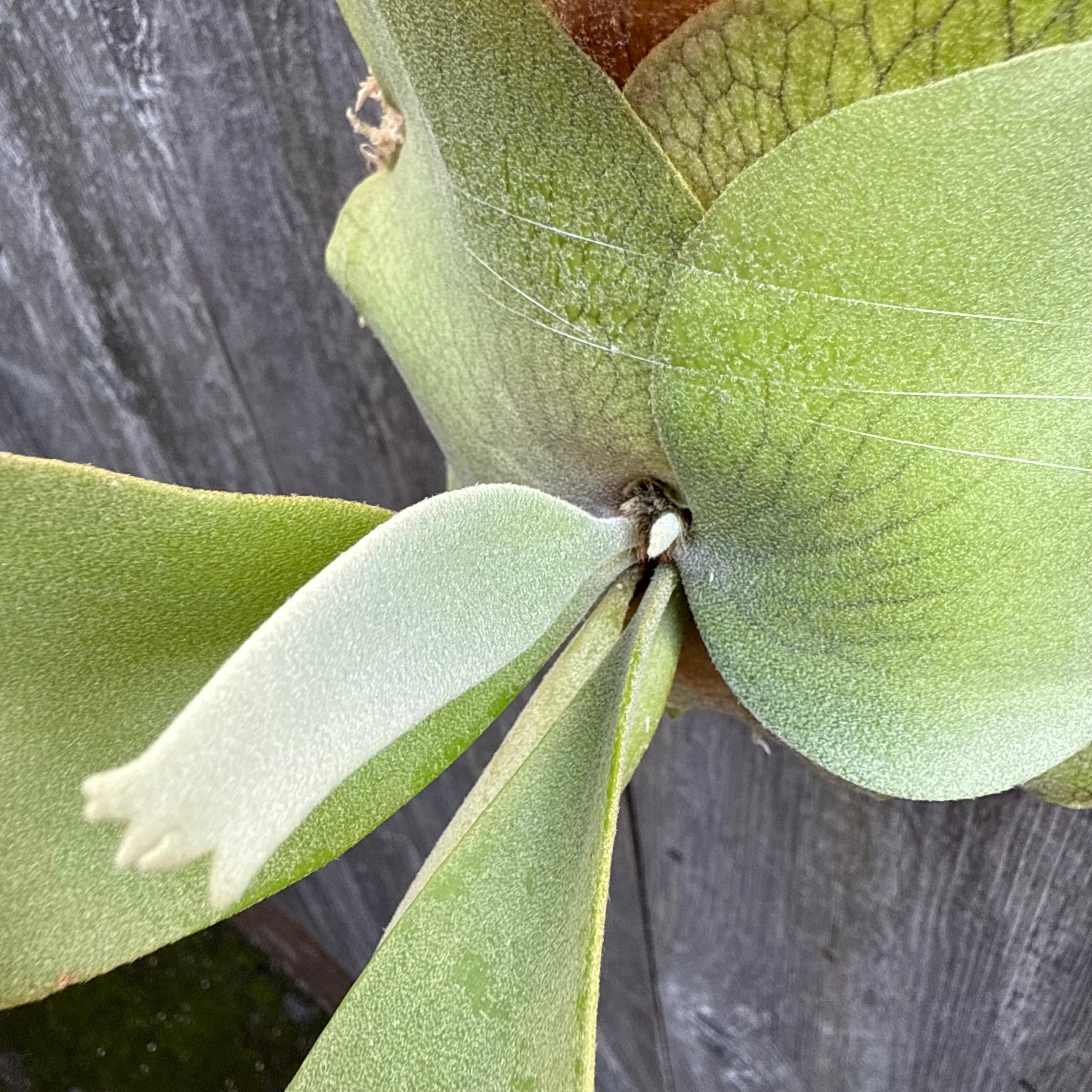 P. willinckii cv. North Star Sporeling select | naturefix