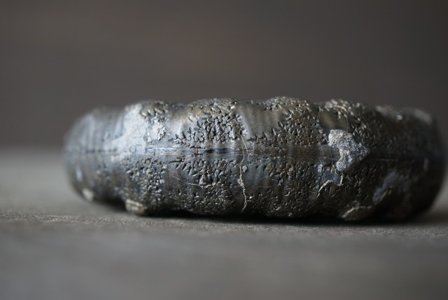 イギリス産黄鉄鉱化アンモナイト  Pyritized Ammonite 1488