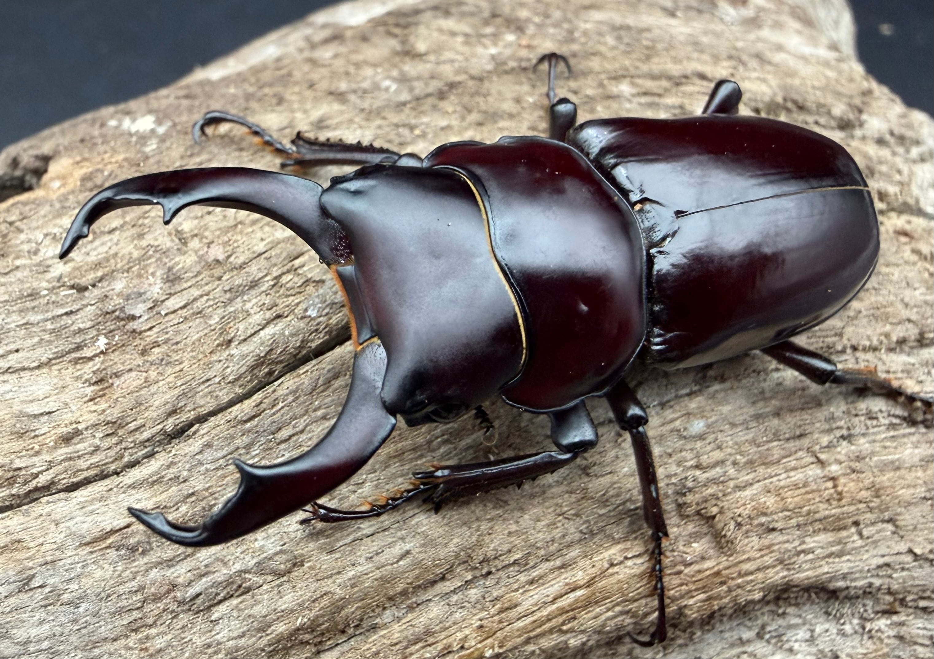 コクワガタの仲間 | KPW公式オンラインショップ