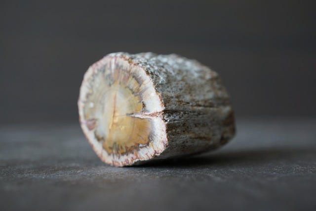 珪化木 ペトリファイドウッド Petrified Wood 1205~1210