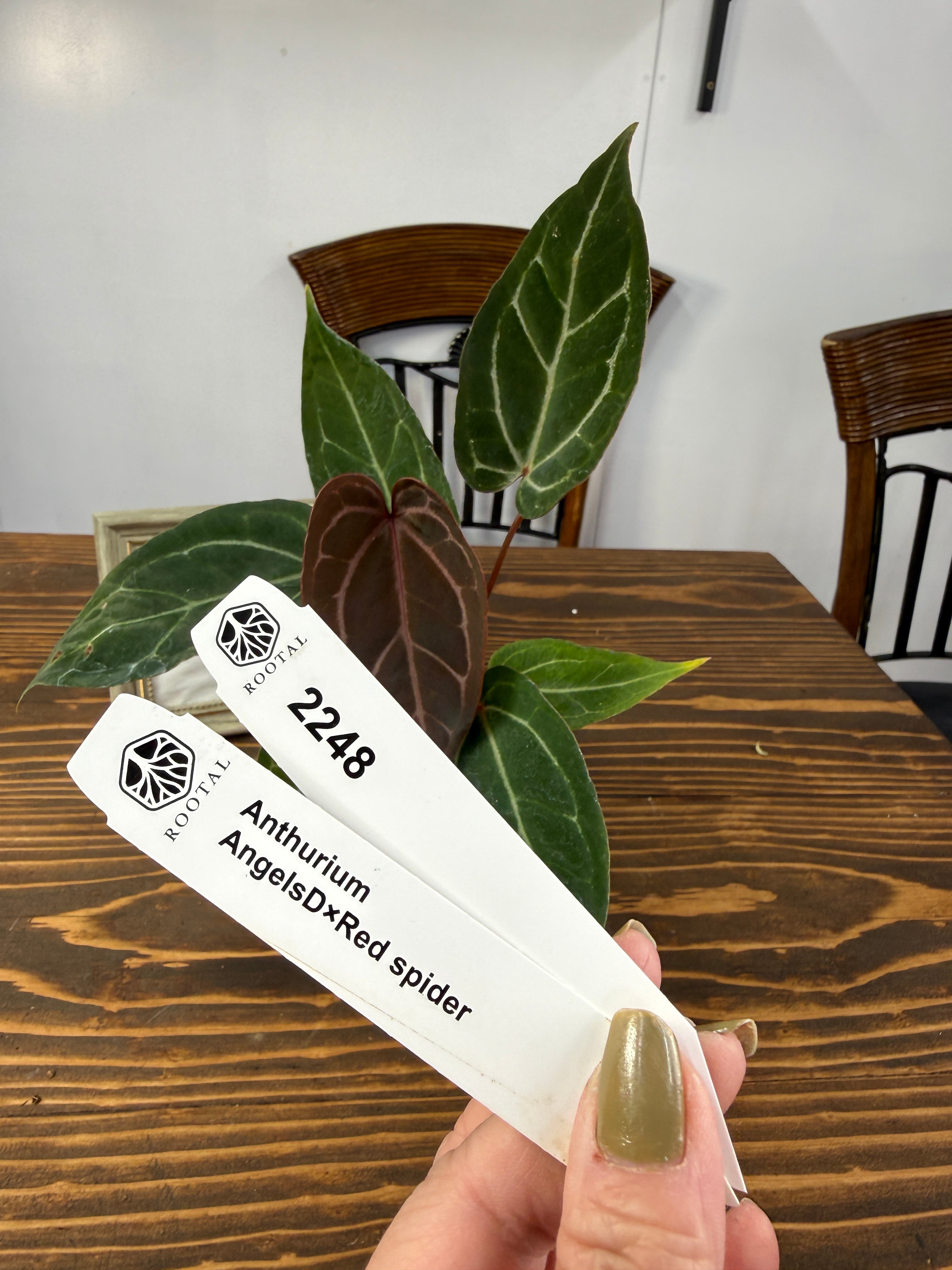 アンスリウム | ROOTALPLANTS