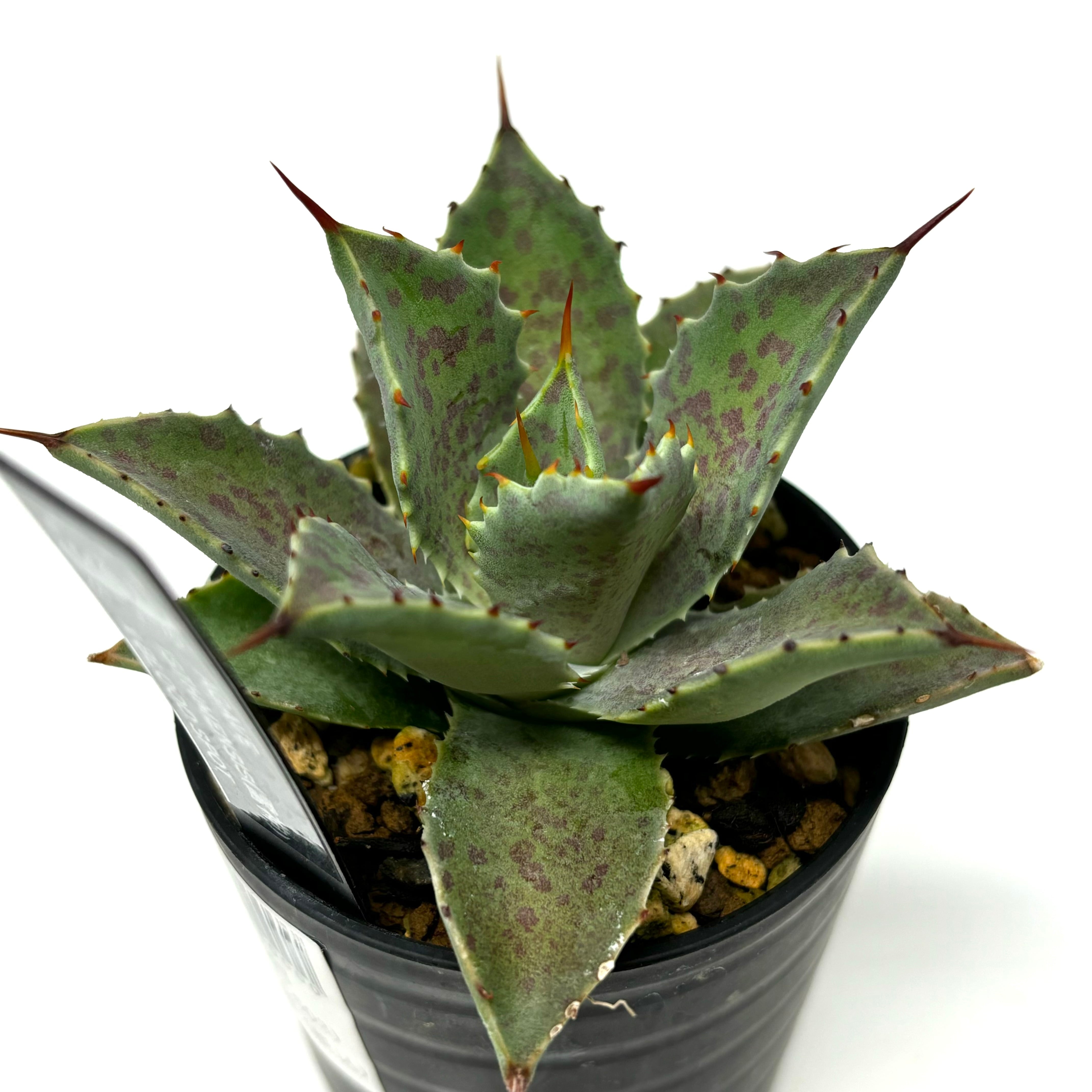 アガベ 赤雷 ハイブリッド レア品種 【公式通販】